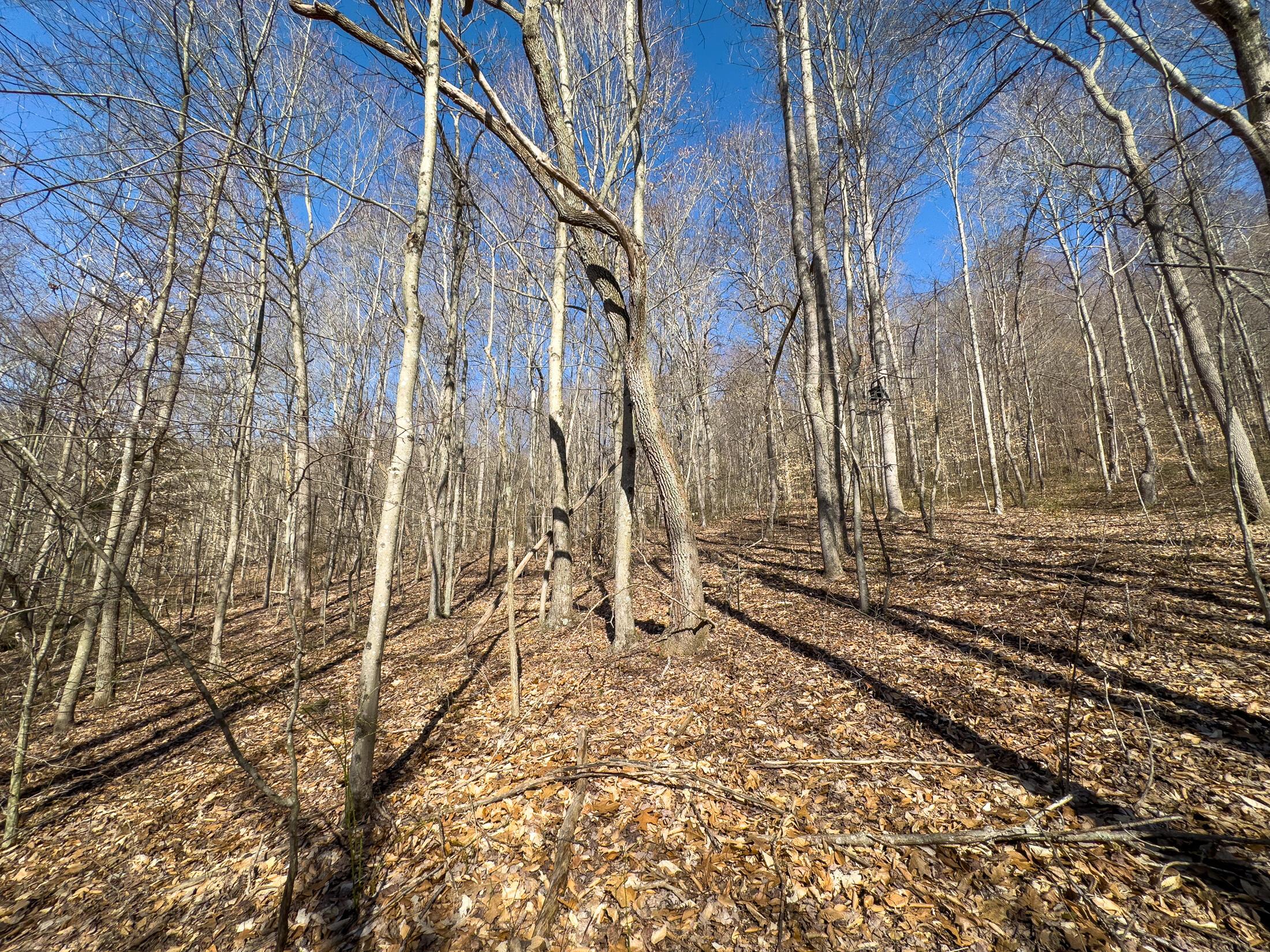 7583 Blue Creek Road, Stout, Ohio image 27