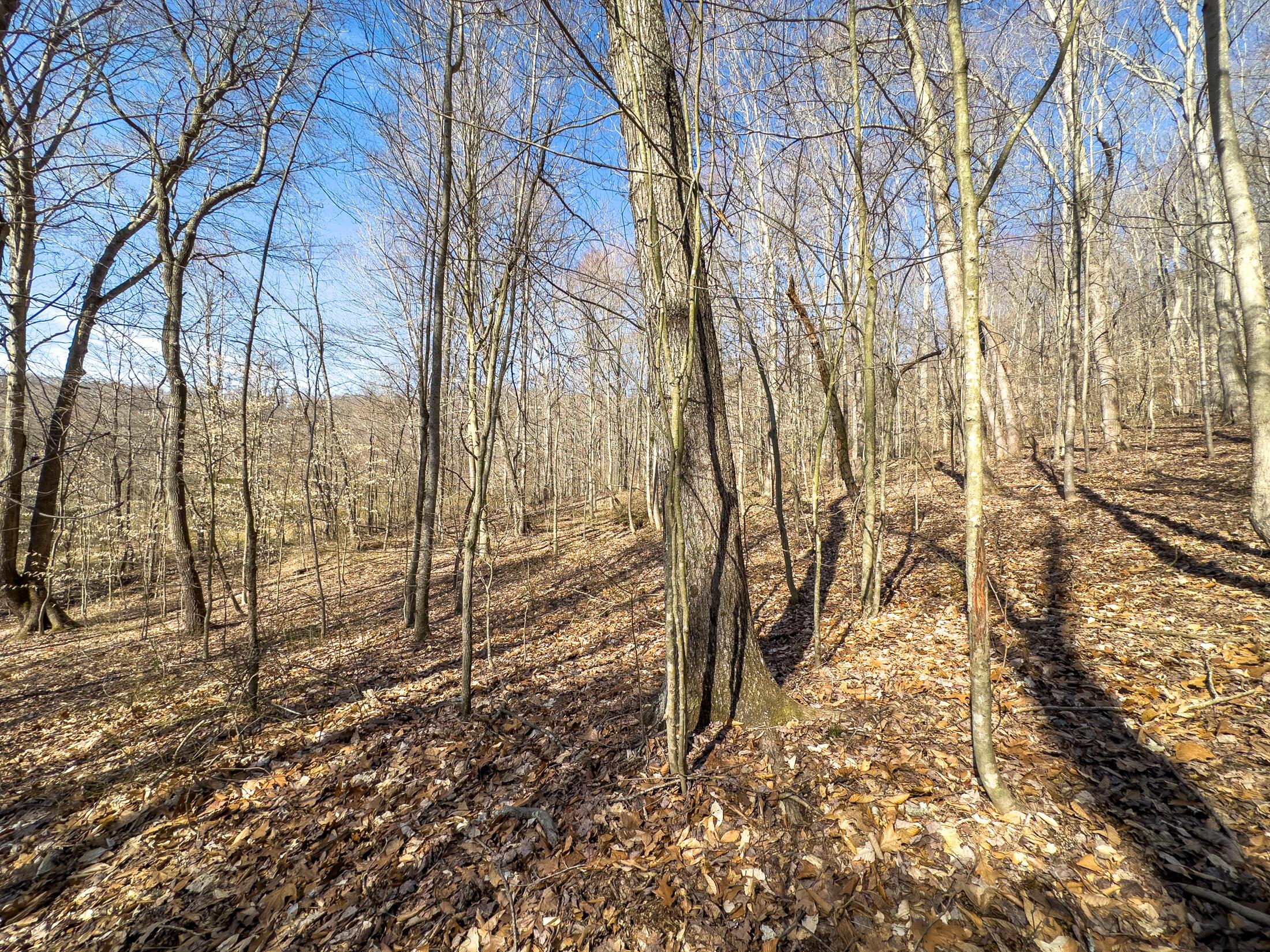 7583 Blue Creek Road, Stout, Ohio image 28