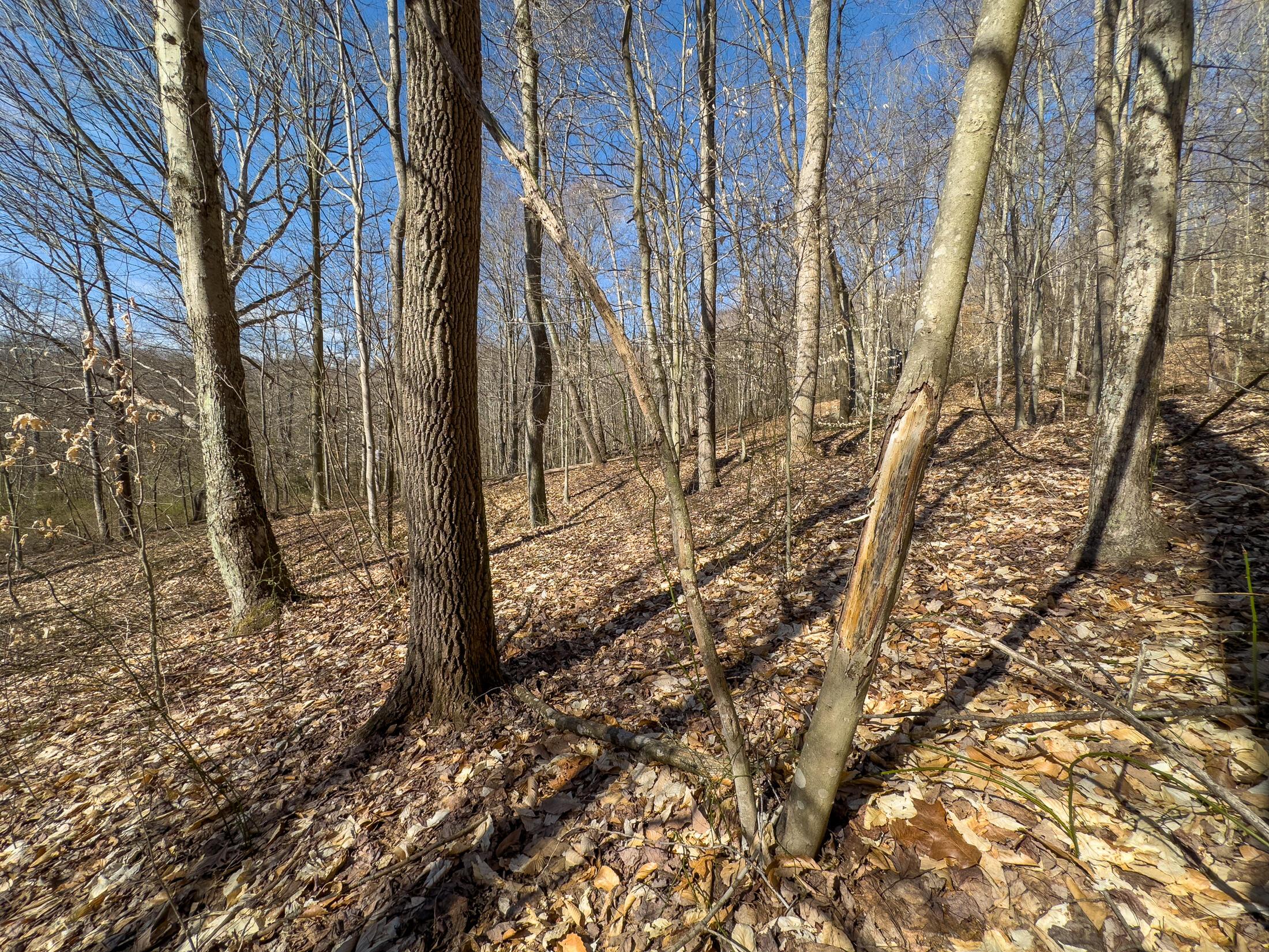 7583 Blue Creek Road, Stout, Ohio image 30