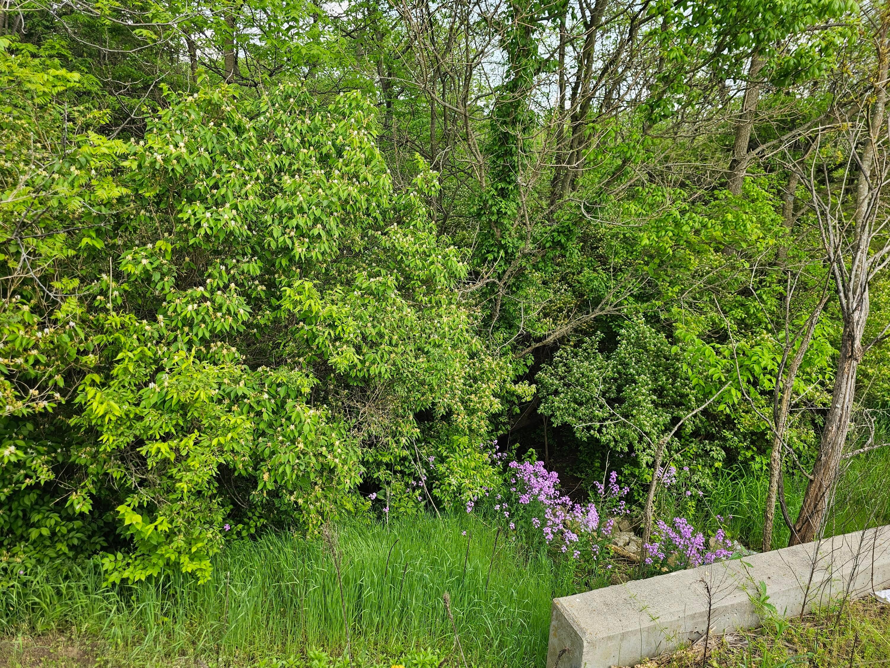 Stafford Road, Greenfield, Ohio image 8