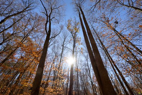 Photo of 0 Morning Star Road, Racine, OH 45771 (MLS # 226012248)