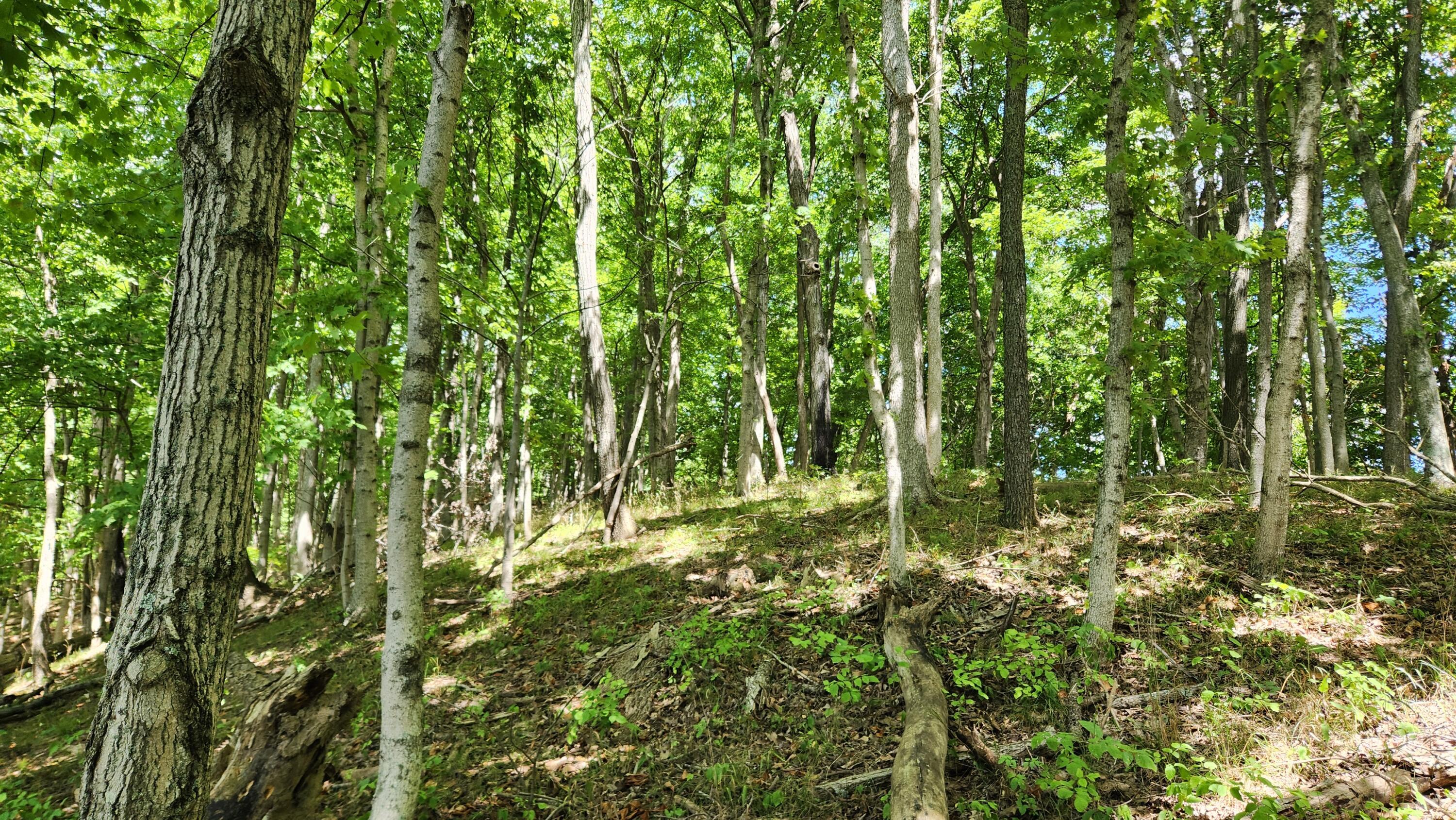 34978 Sr 681 Road #TRACT 17 ALBANY WOODS, Albany, Ohio image 4