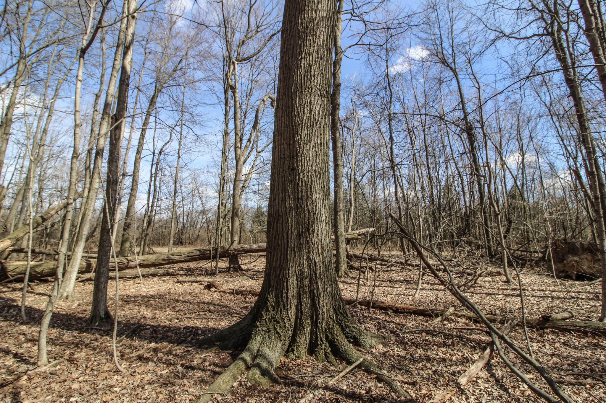 1133 Shearer Road, Galion, Ohio image 37