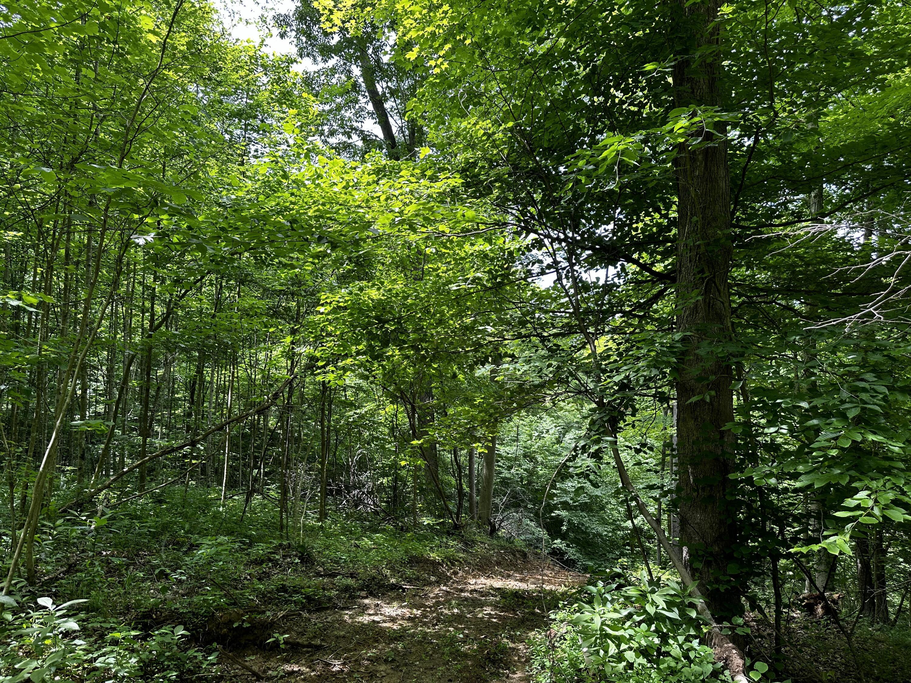 1865 Hull Road #TRACT 2 WOODS WAYNE FORE, Patriot, Ohio image 49