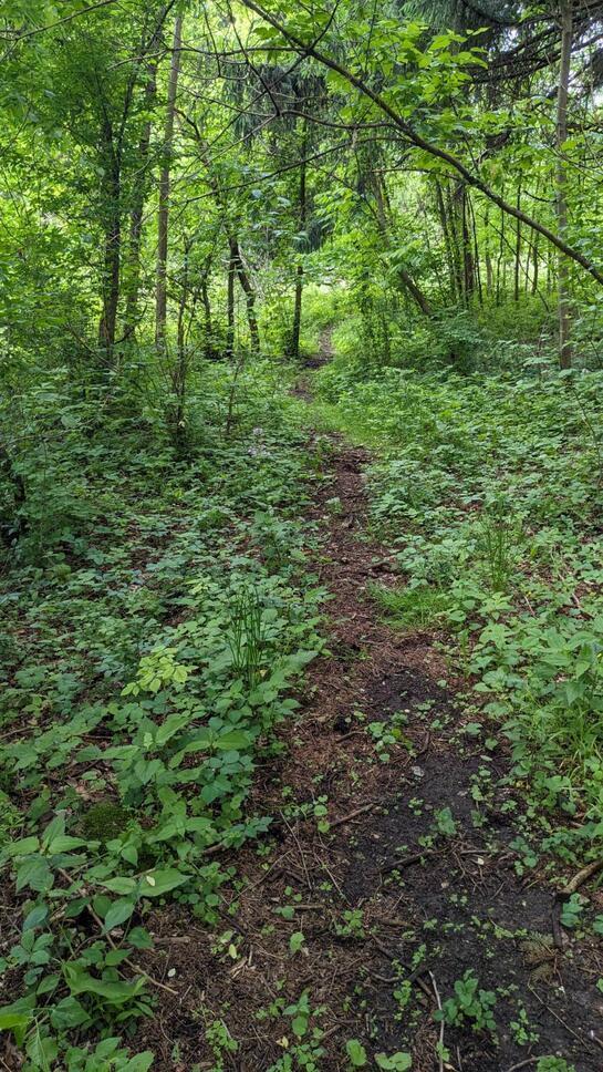 Voegele Avenue #LOT 6048, 6049, 6050, Mansfield, Ohio image 13