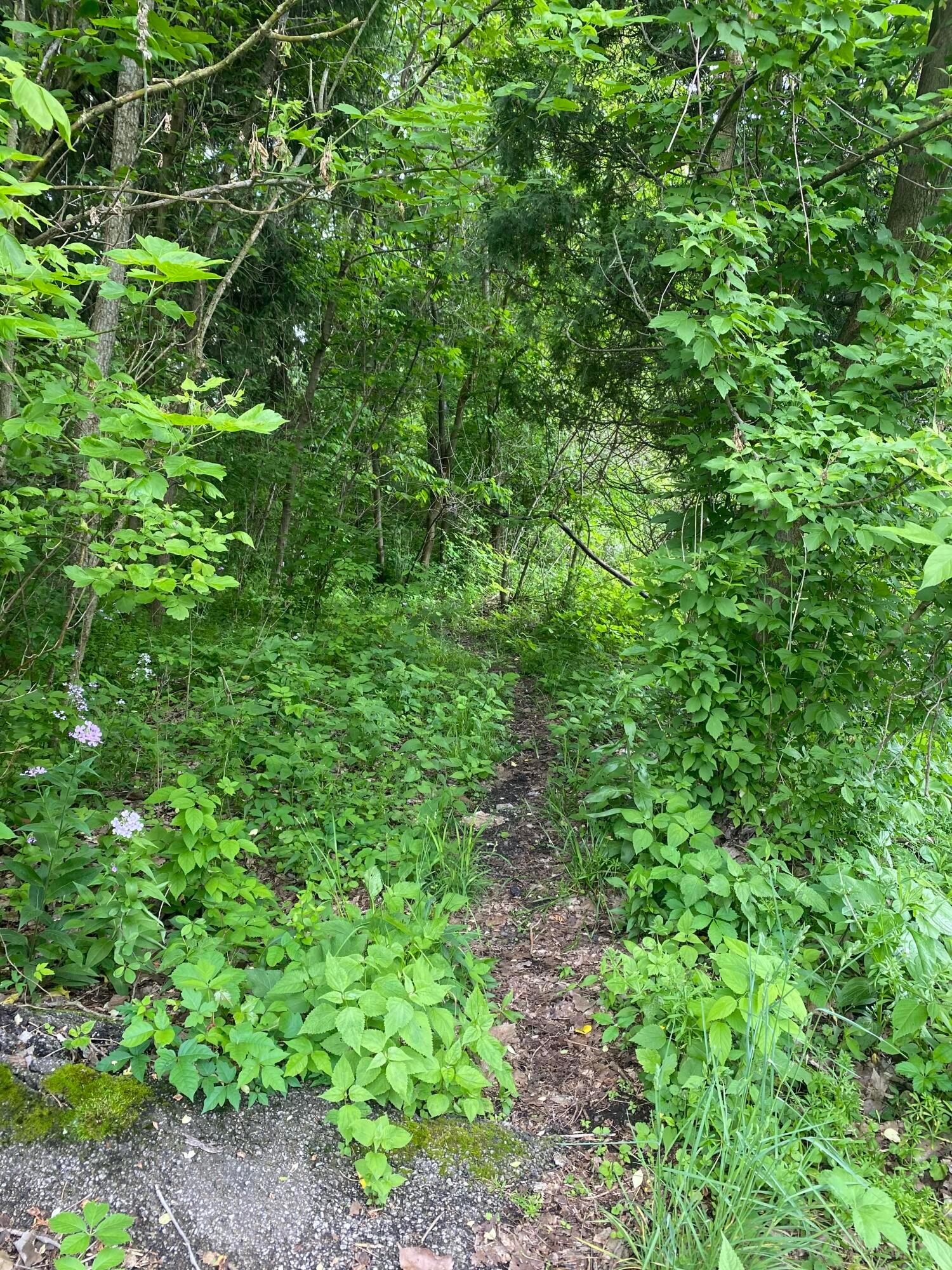 Voegele Avenue #LOT 6048, 6049, 6050, Mansfield, Ohio image 12
