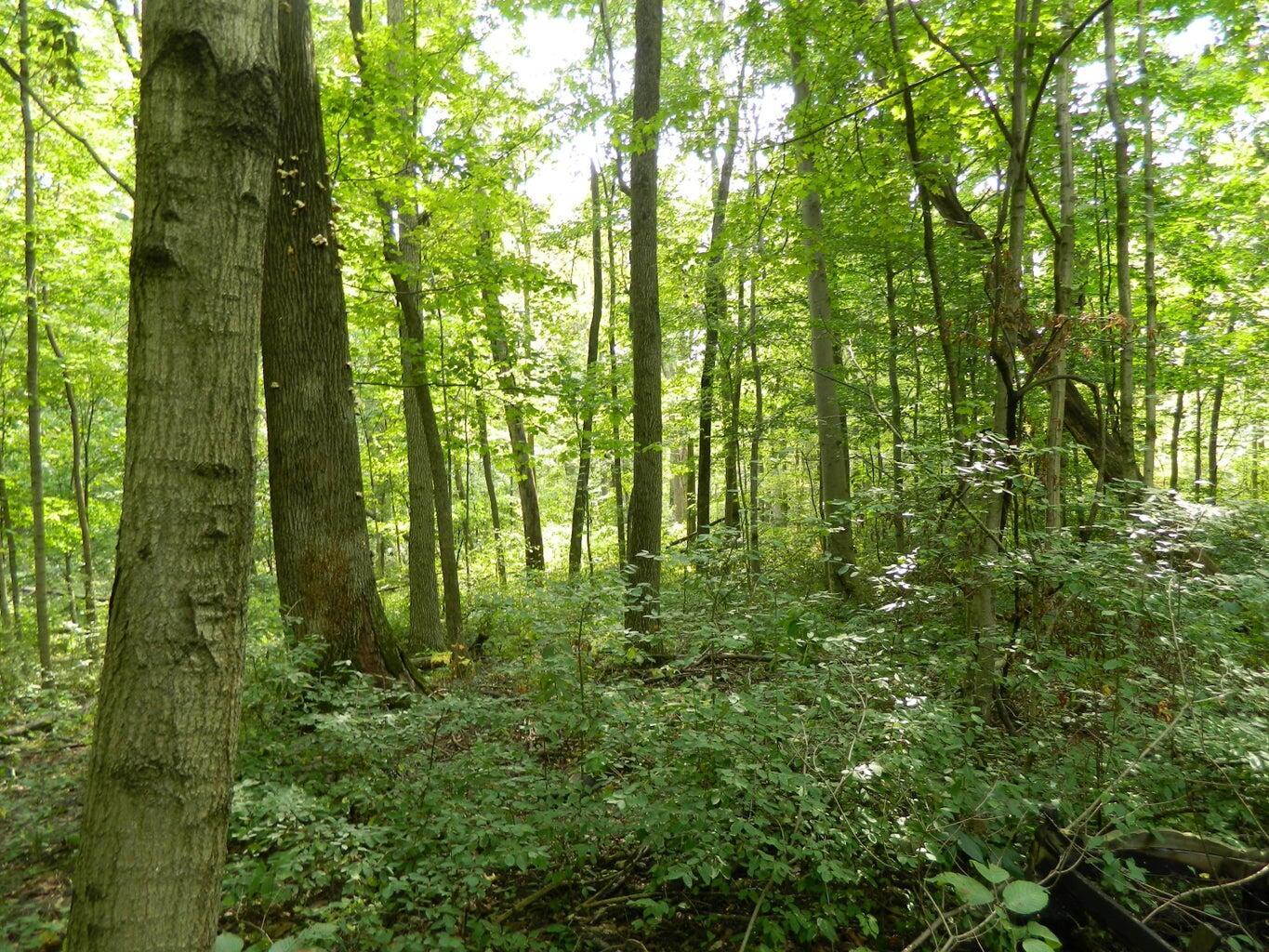 30650 State Route 739, Richwood, Ohio image 15