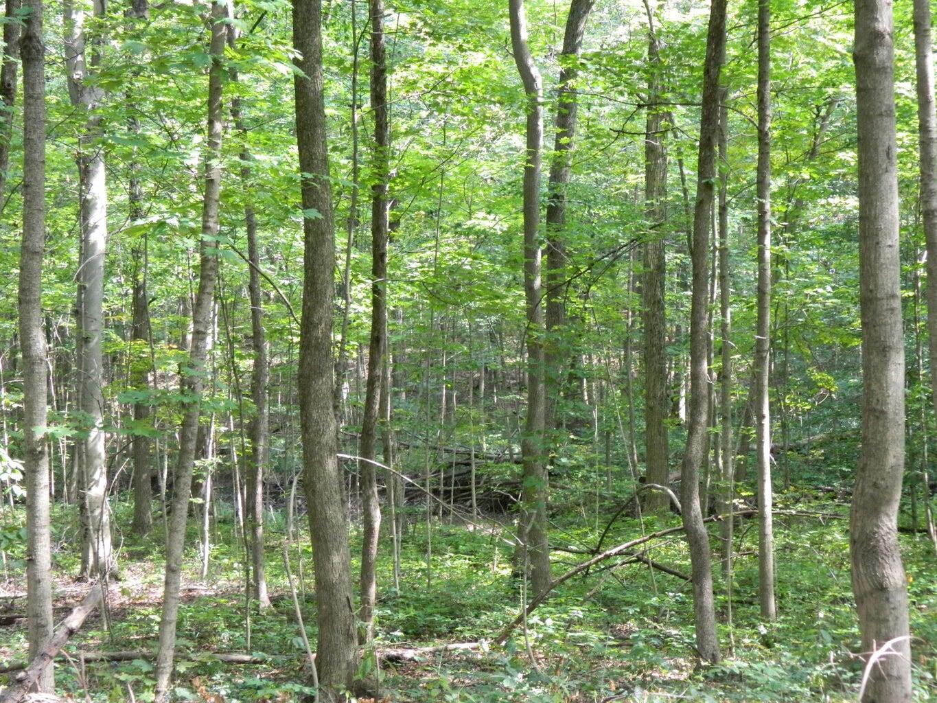 30650 State Route 739, Richwood, Ohio image 16