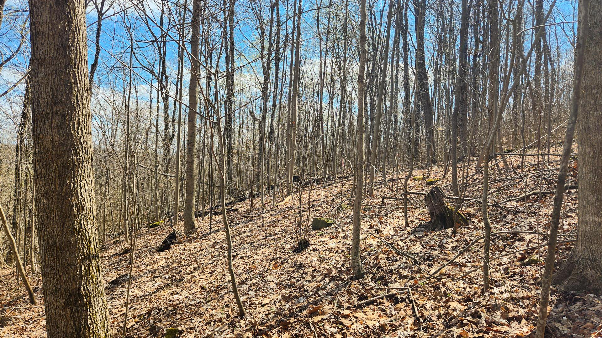 Pike Lake Rd Road #TRACT 2 PIKE LAKE GETAWA, Bainbridge, Ohio image 32
