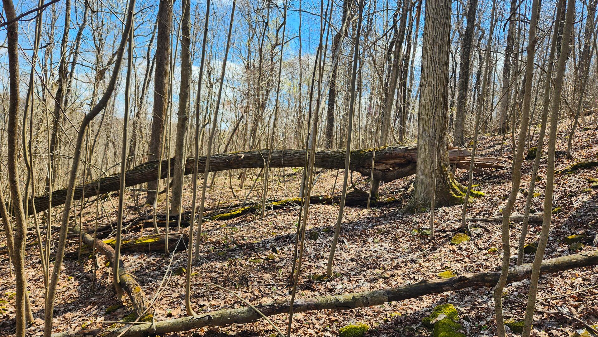 Pike Lake Rd Road #TRACT 2 PIKE LAKE GETAWA, Bainbridge, Ohio image 38