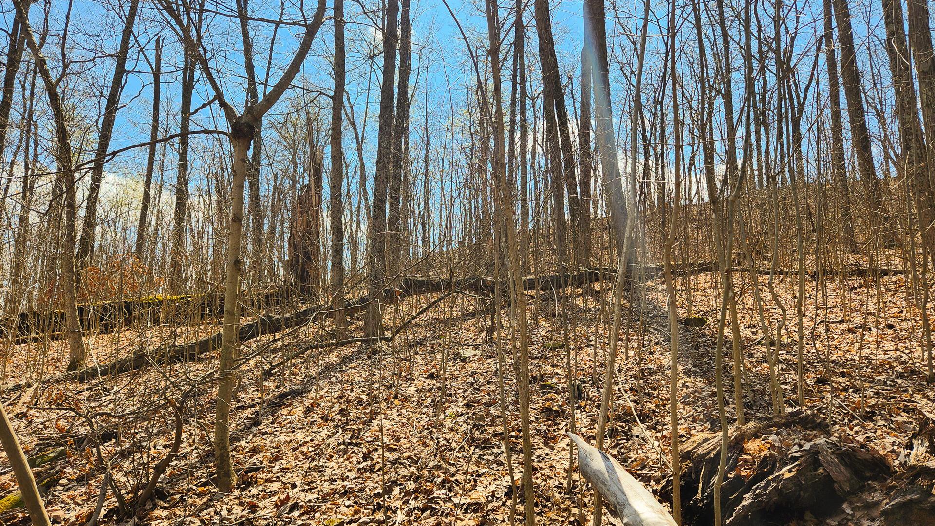 Pike Lake Rd Road #TRACT 2 PIKE LAKE GETAWA, Bainbridge, Ohio image 27