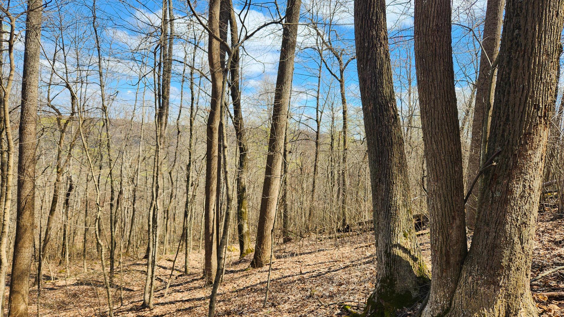 Pike Lake Rd Road #TRACT 2 PIKE LAKE GETAWA, Bainbridge, Ohio image 23