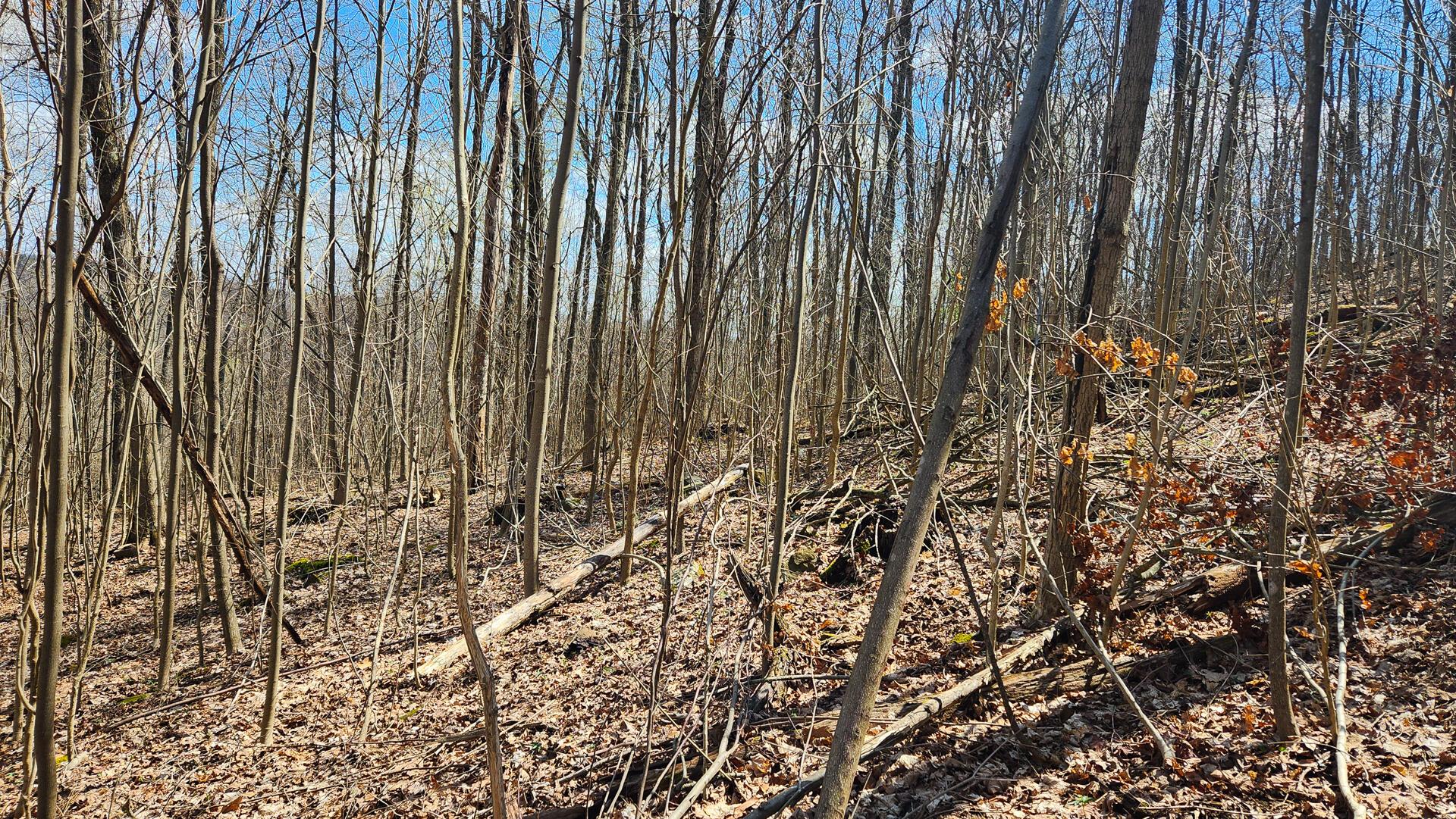 Pike Lake Rd Road #TRACT 2 PIKE LAKE GETAWA, Bainbridge, Ohio image 30