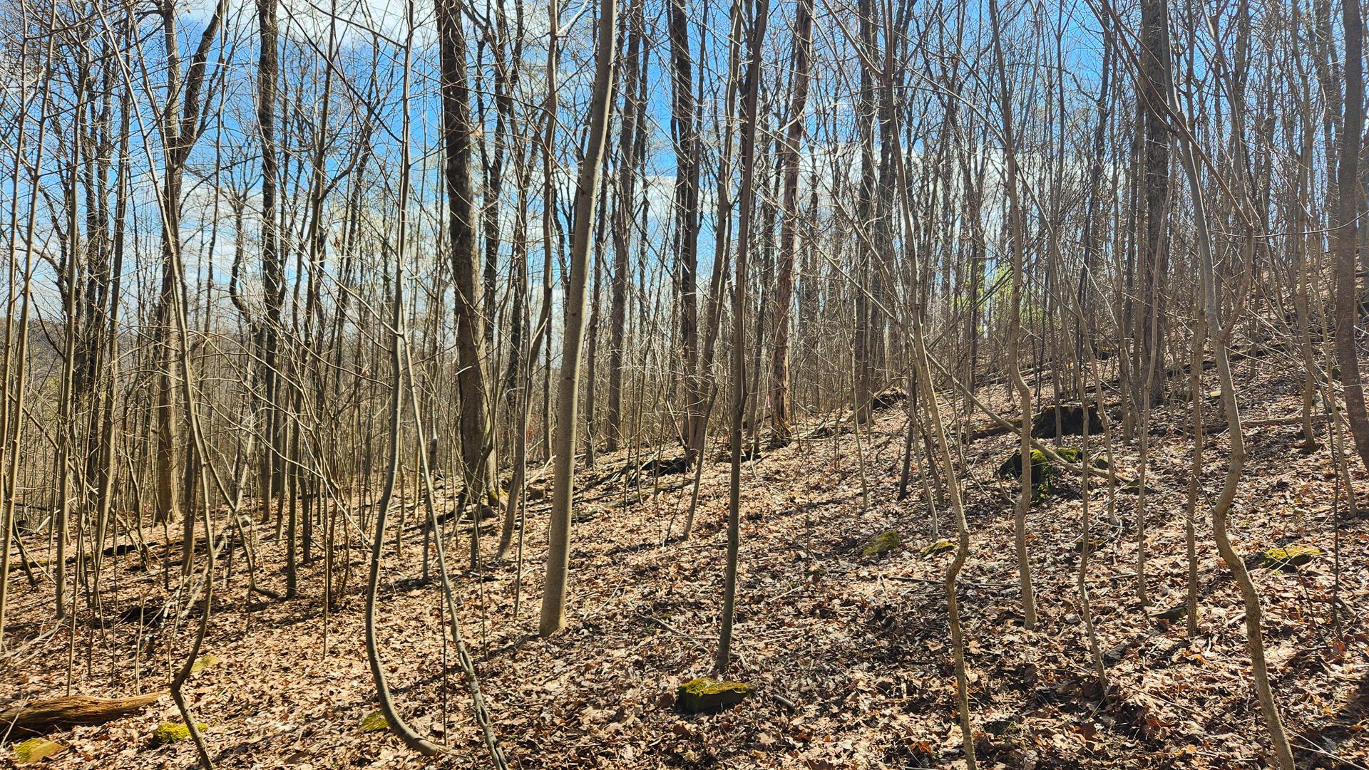 Pike Lake Rd Road #TRACT 2 PIKE LAKE GETAWA, Bainbridge, Ohio image 31