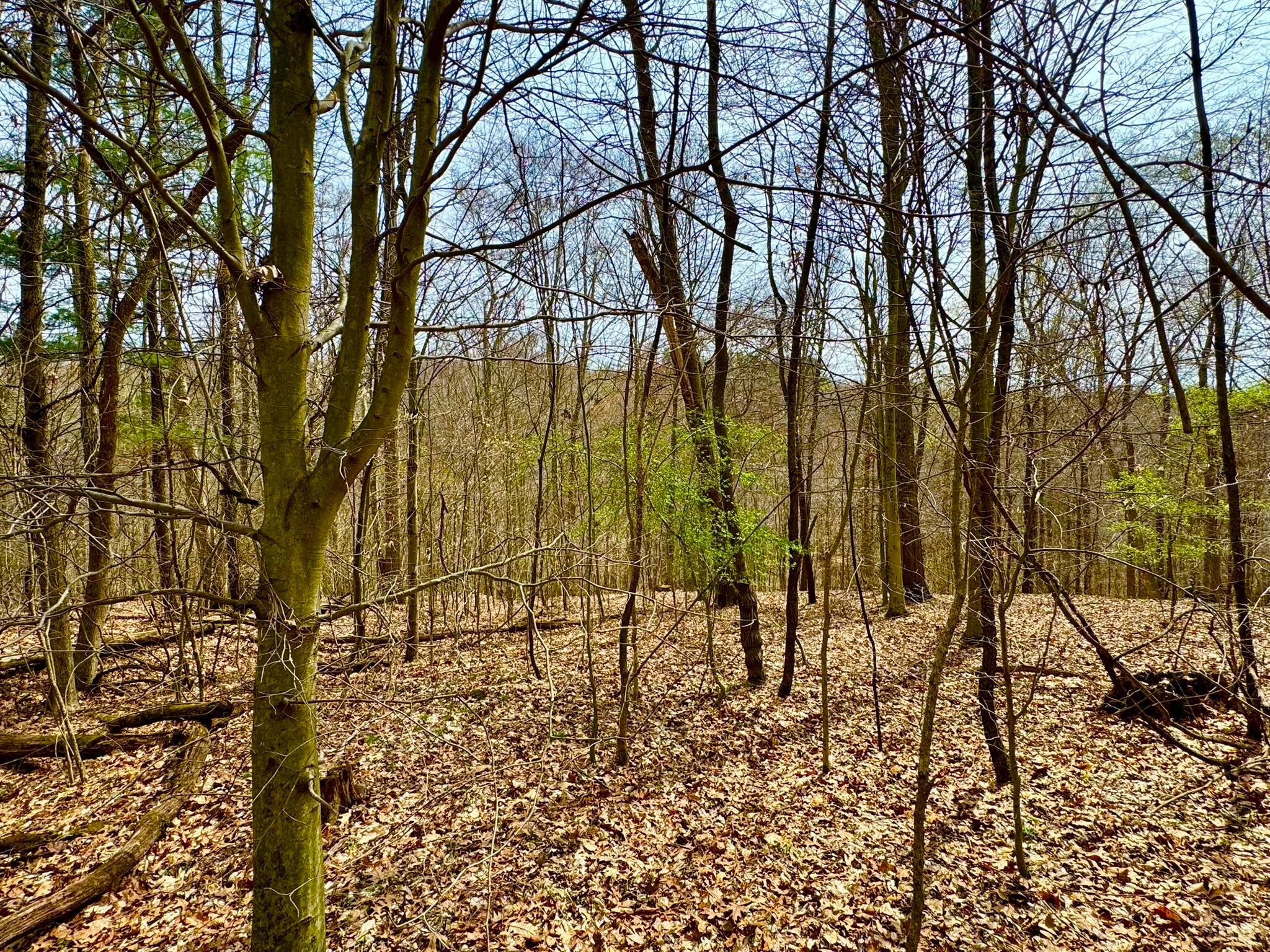 Otterbein Rd, Rushville, Ohio image 11