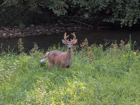 Tiny photo for 135 Serran Drive, Columbus, OH 43230 (MLS # 225044628)