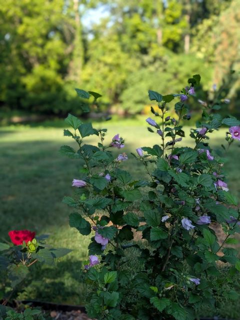 Tiny photo for 135 Serran Drive, Columbus, OH 43230 (MLS # 225044628)