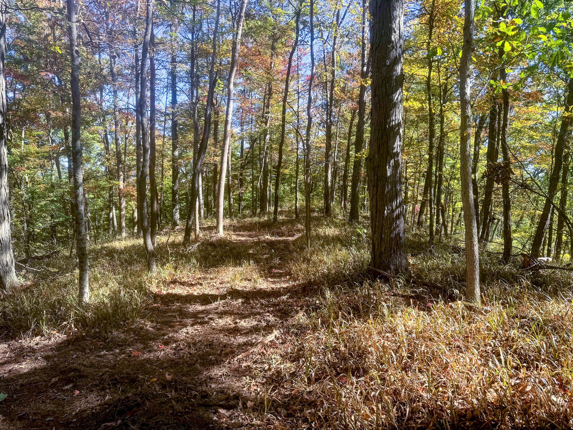 Easterday Road #TRACT 8 AT EASTERDAY WOO, Chillicothe, Ohio image 1