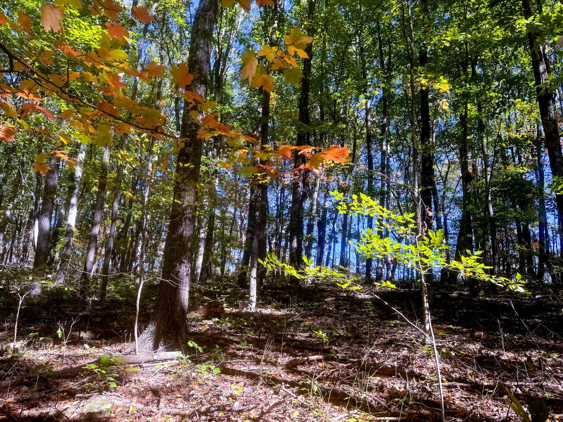 Easterday Road #TRACT 8 AT EASTERDAY WOO, Chillicothe, Ohio image 14