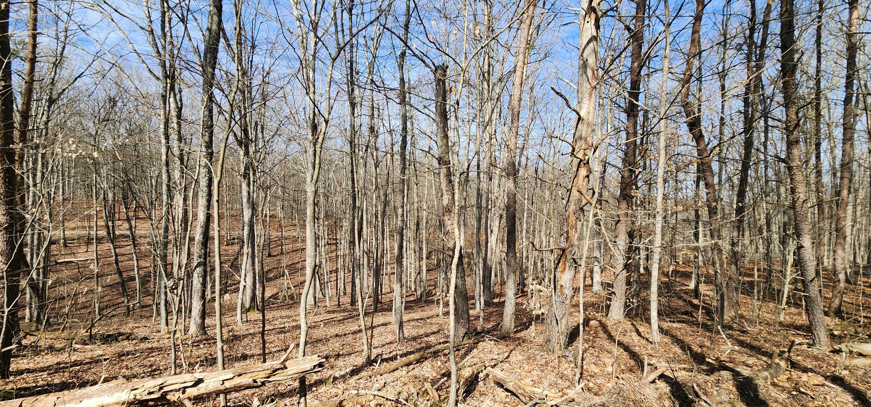 Edmunson Road #TRACT 6 AT BIG TIMBER, Vinton, Ohio image 10