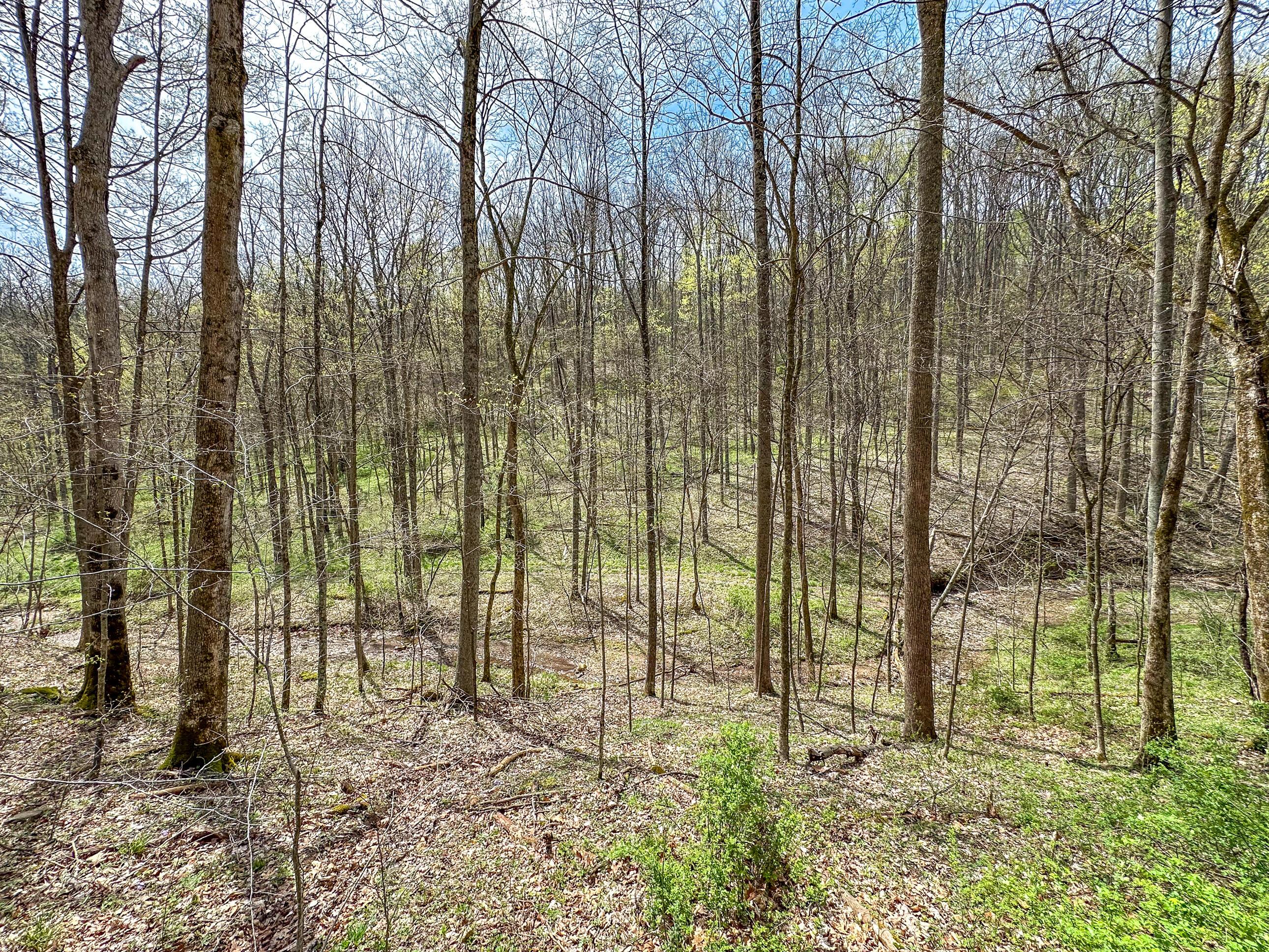 34108 Edwina Road, Lewisville, Ohio image 32