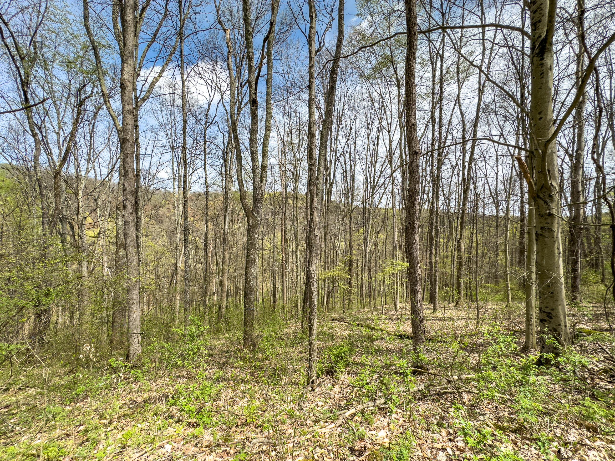 34108 Edwina Road, Lewisville, Ohio image 42