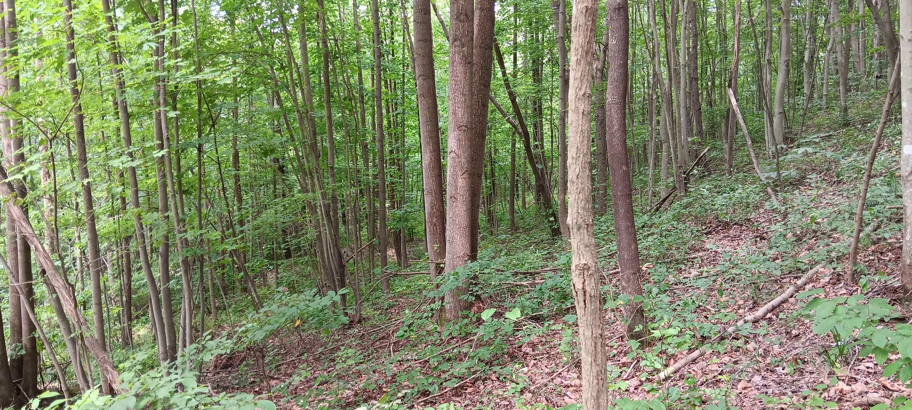 Orpheus Keystone Road #TRACT 5 CAVES AT KEYSTON, Jackson, Ohio image 13