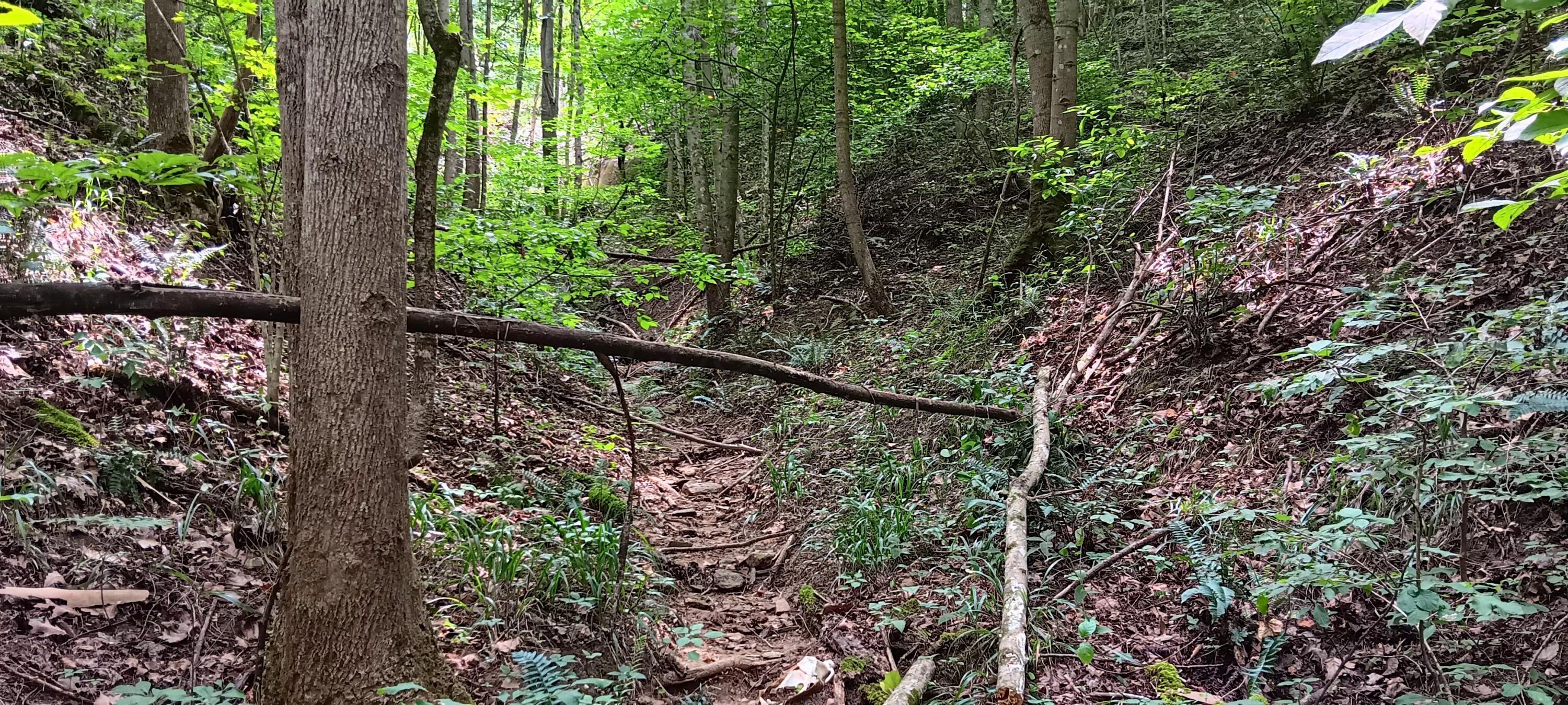 Orpheus Keystone Road #TRACT 5 CAVES AT KEYSTON, Jackson, Ohio image 26