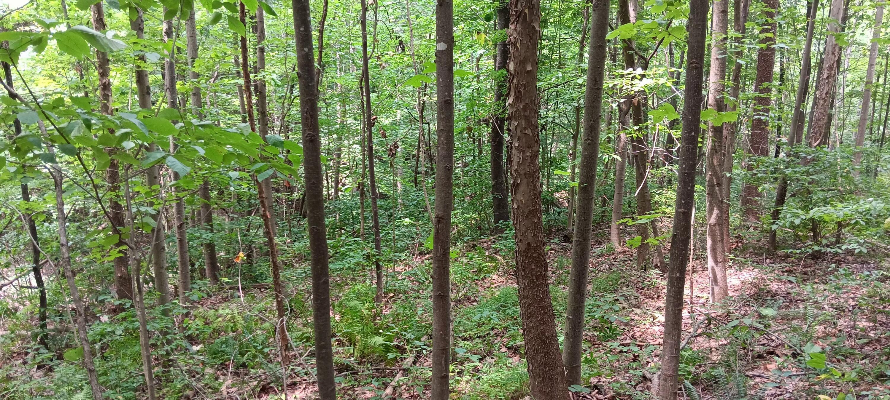 Orpheus Keystone Road #TRACT 5 CAVES AT KEYSTON, Jackson, Ohio image 18