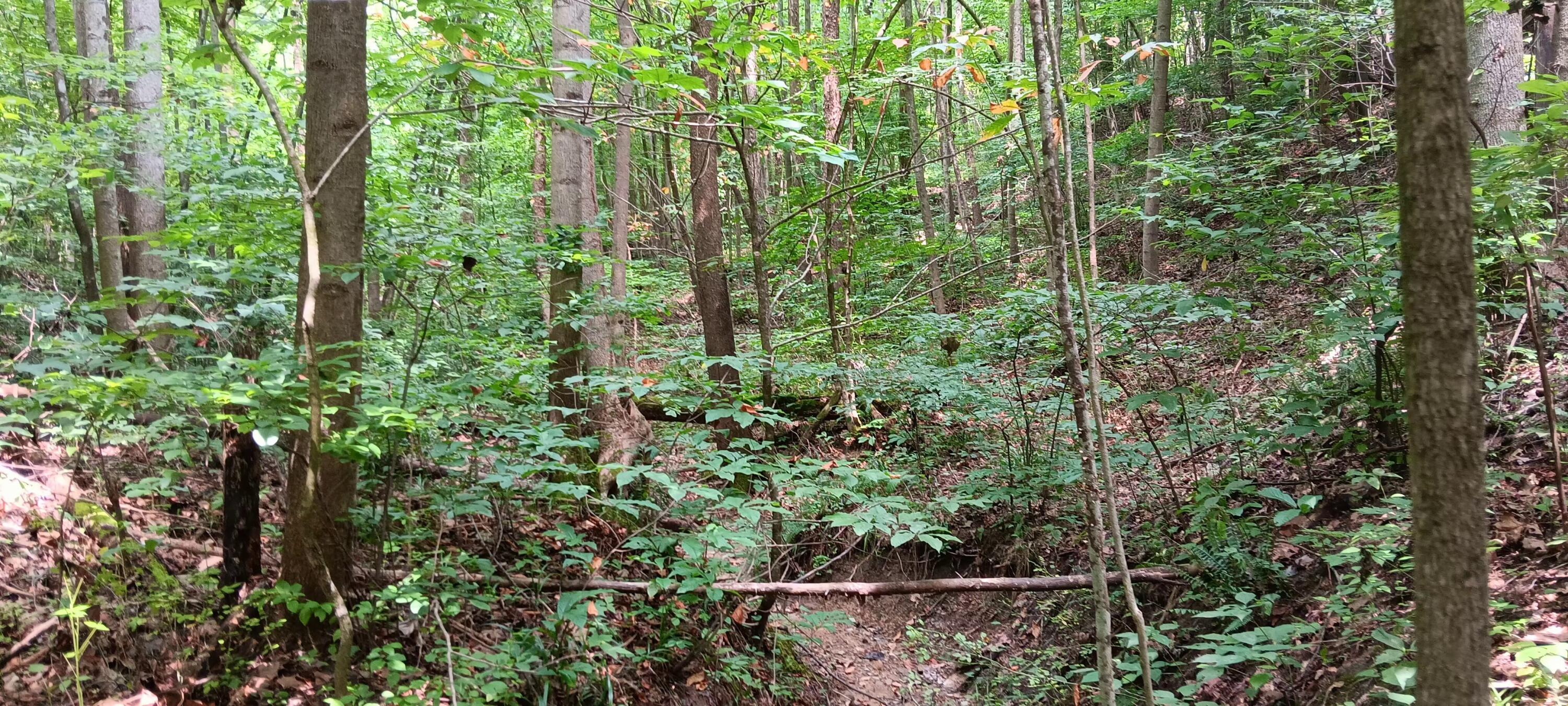 Orpheus Keystone Road #TRACT 5 CAVES AT KEYSTON, Jackson, Ohio image 27