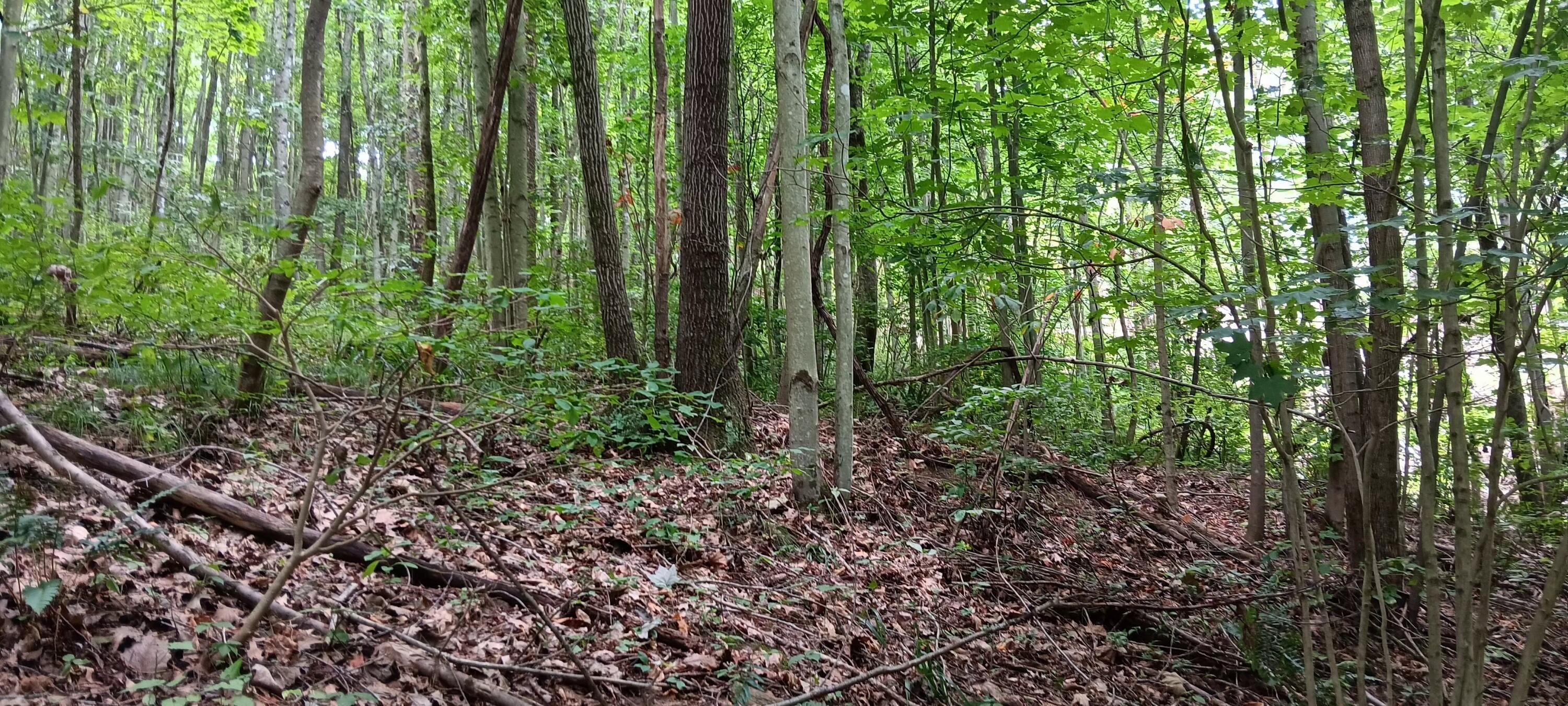 Orpheus Keystone Road #TRACT 5 CAVES AT KEYSTON, Jackson, Ohio image 20