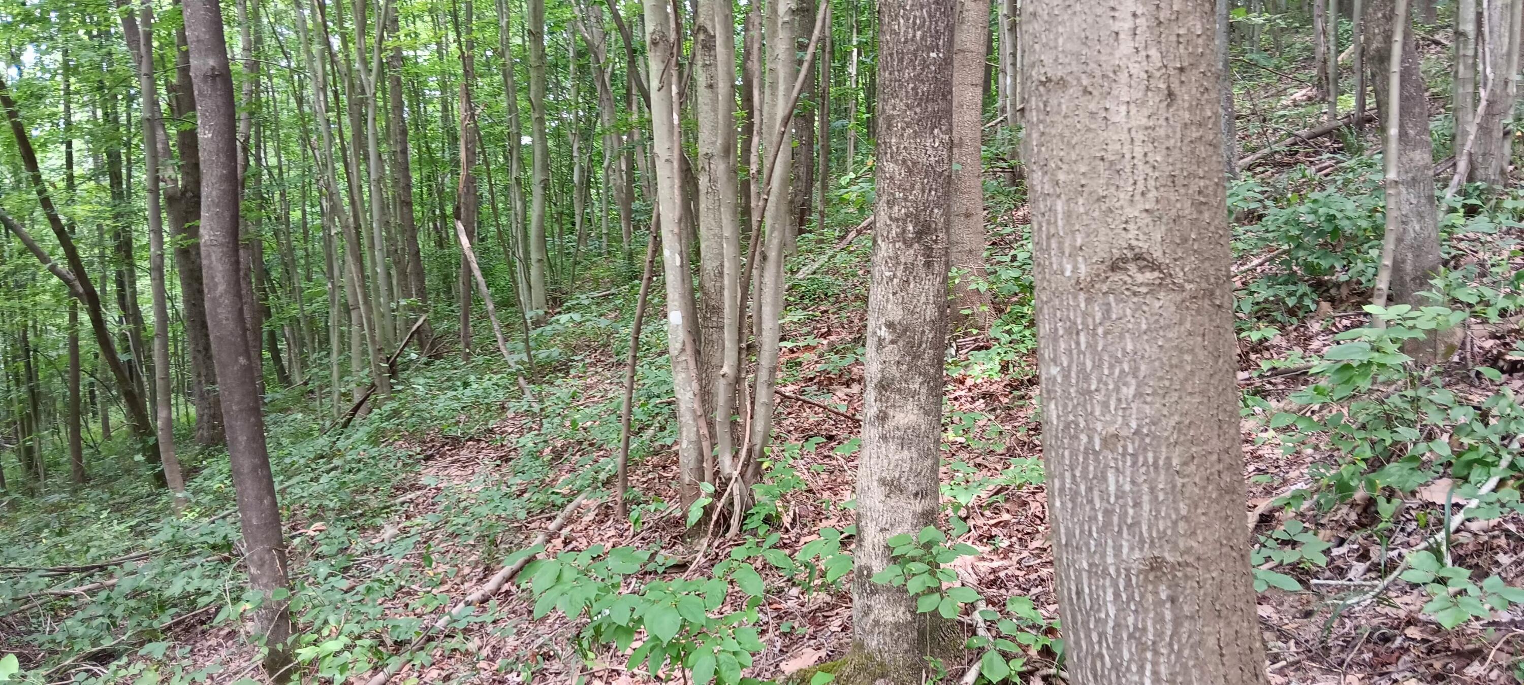 Orpheus Keystone Road #TRACT 5 CAVES AT KEYSTON, Jackson, Ohio image 14