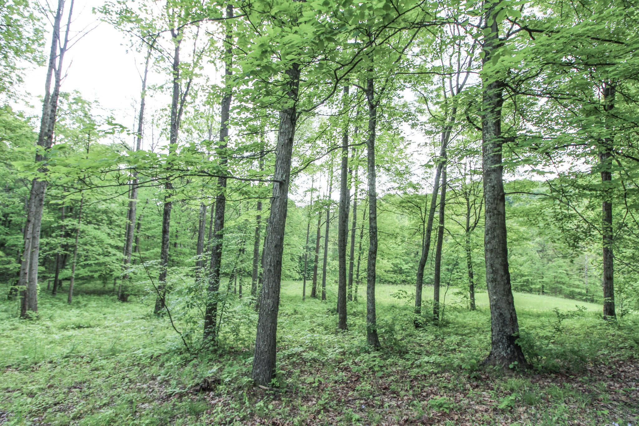 10195 Goosecreek Road, Roseville, Ohio image 43