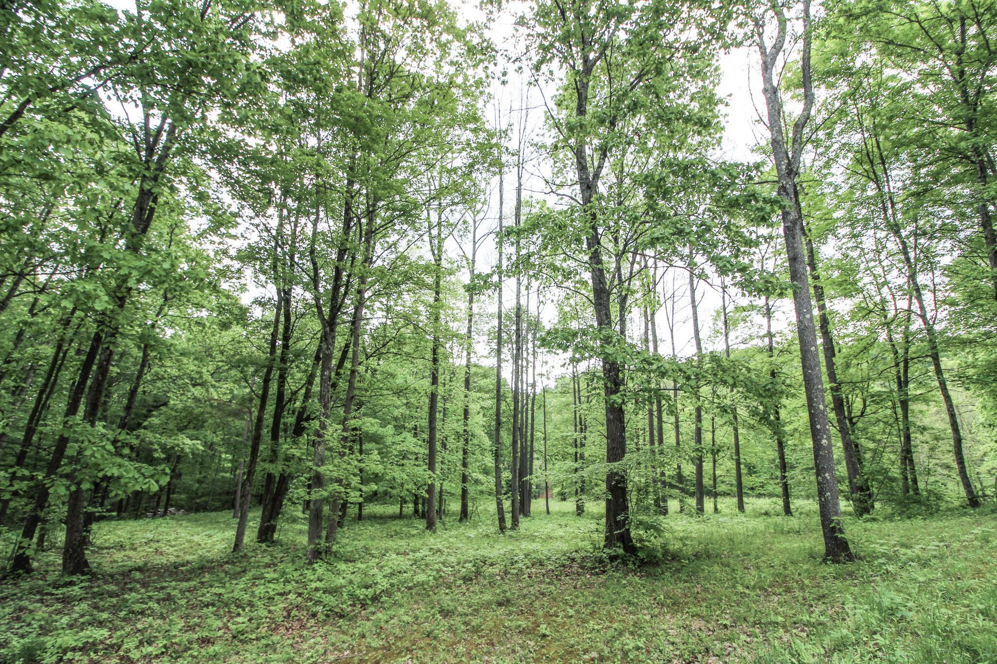 10195 Goosecreek Road, Roseville, Ohio image 44