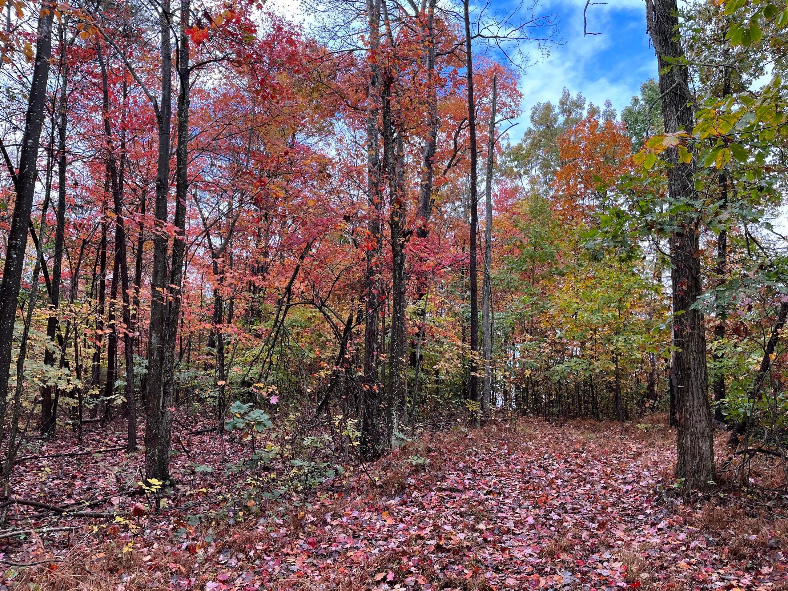 Bigley Ridge Road, Long Bottom, Ohio image 6