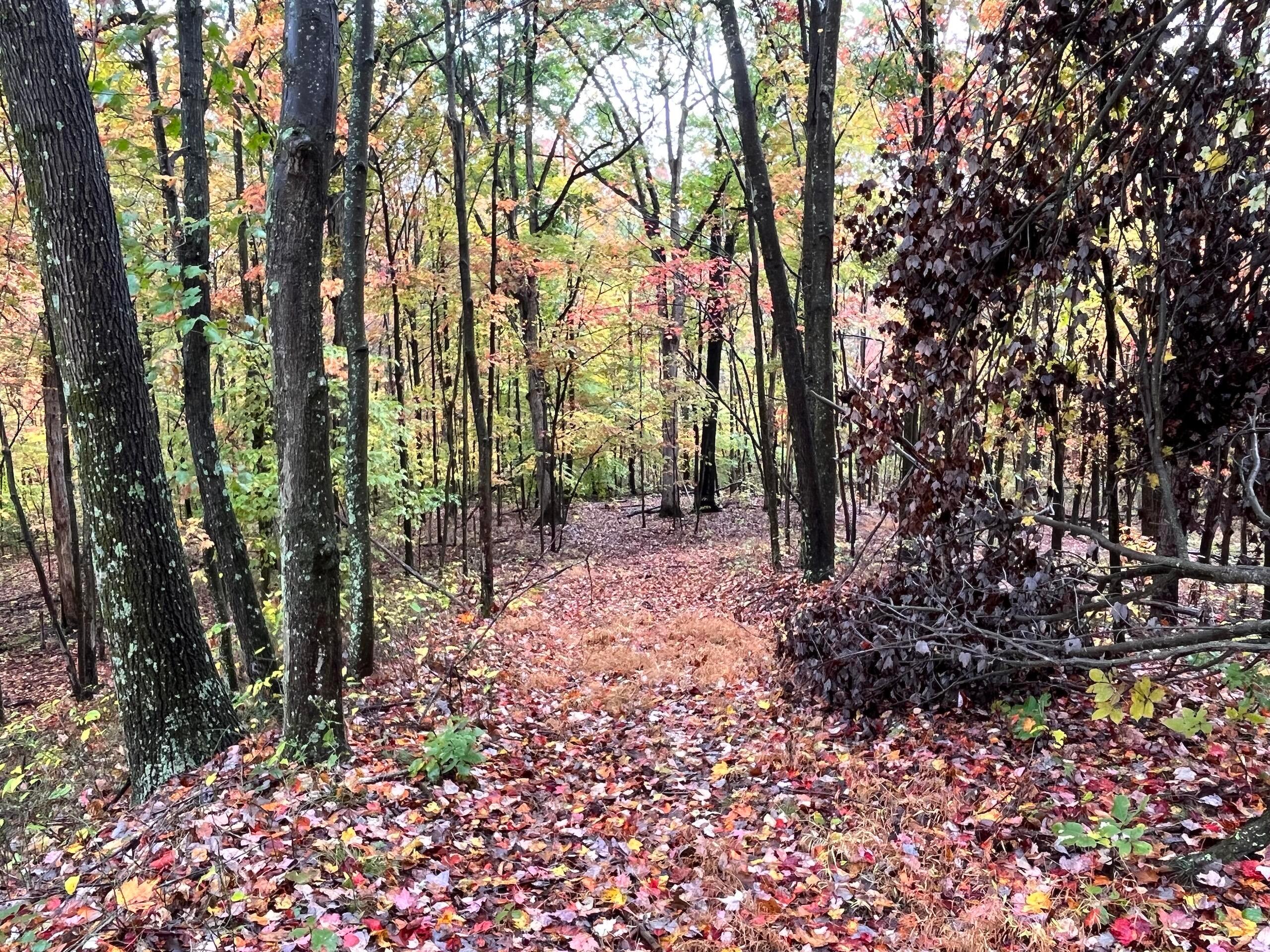 Bigley Ridge Road, Long Bottom, Ohio image 11