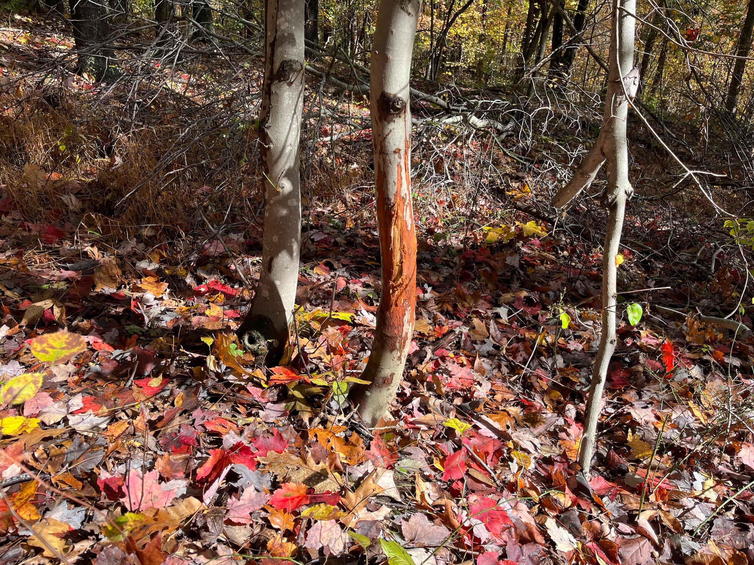 Bigley Ridge Road, Long Bottom, Ohio image 25