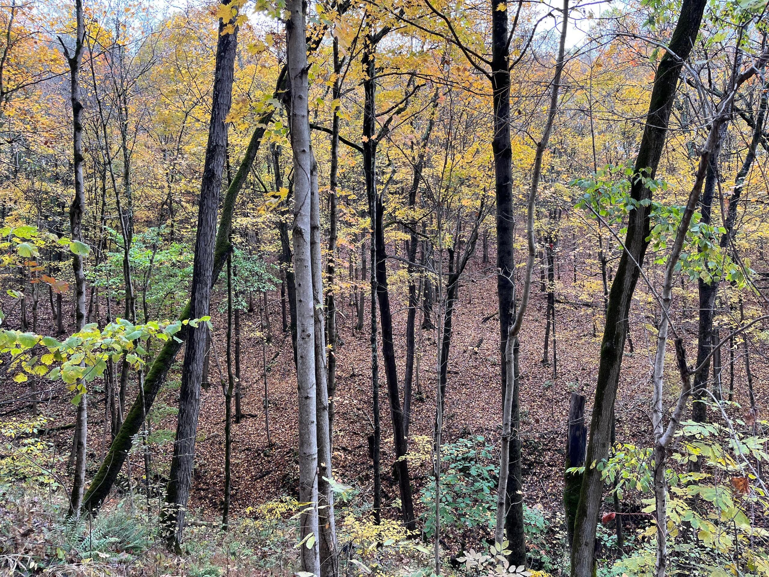 Bigley Ridge Road, Long Bottom, Ohio image 32