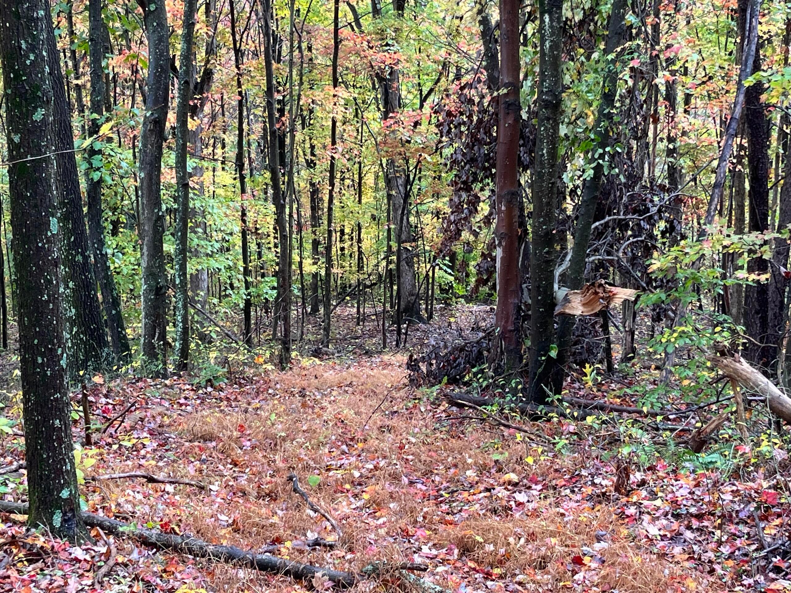 Bigley Ridge Road, Long Bottom, Ohio image 9