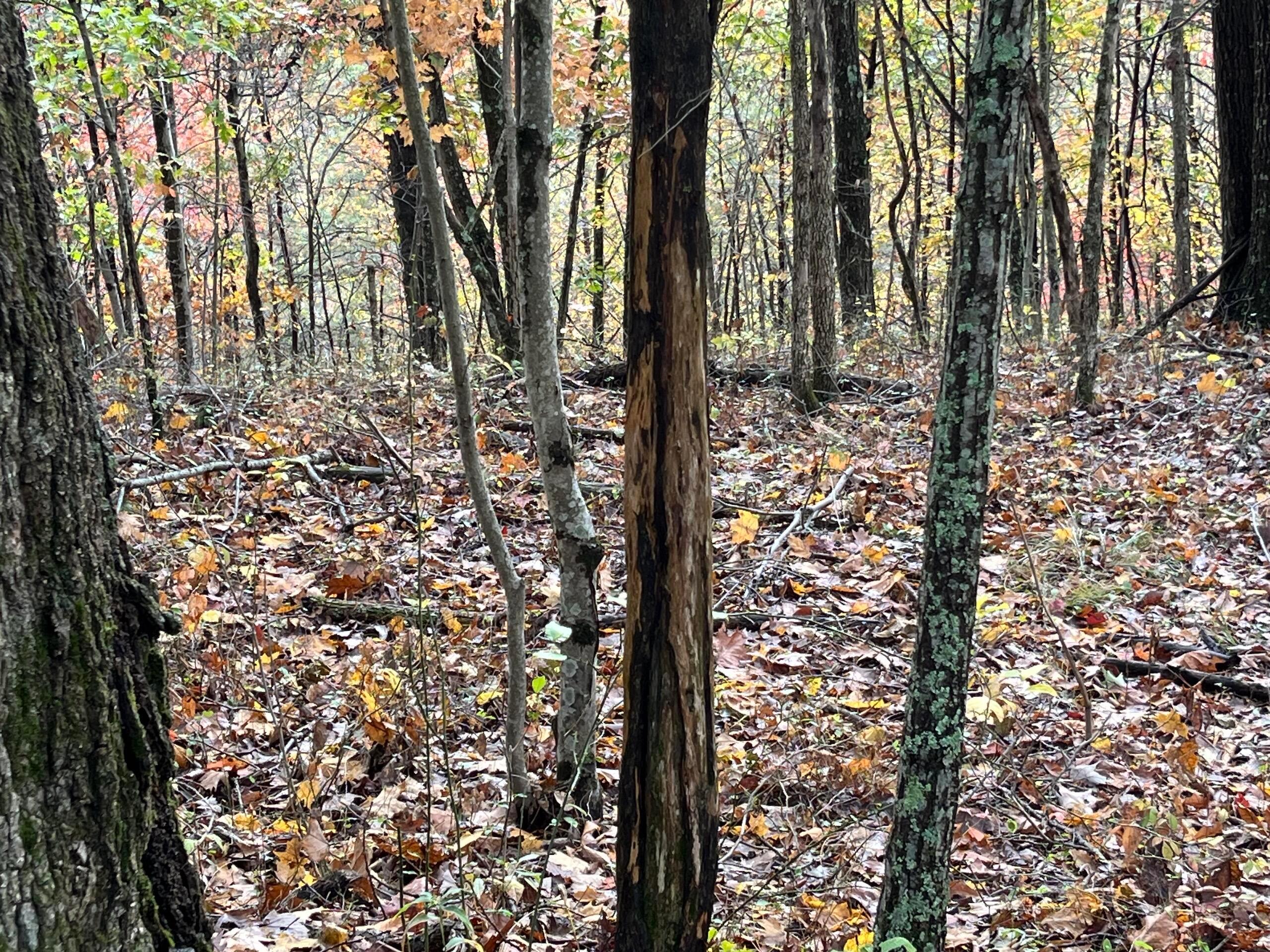 Bigley Ridge Road, Long Bottom, Ohio image 30