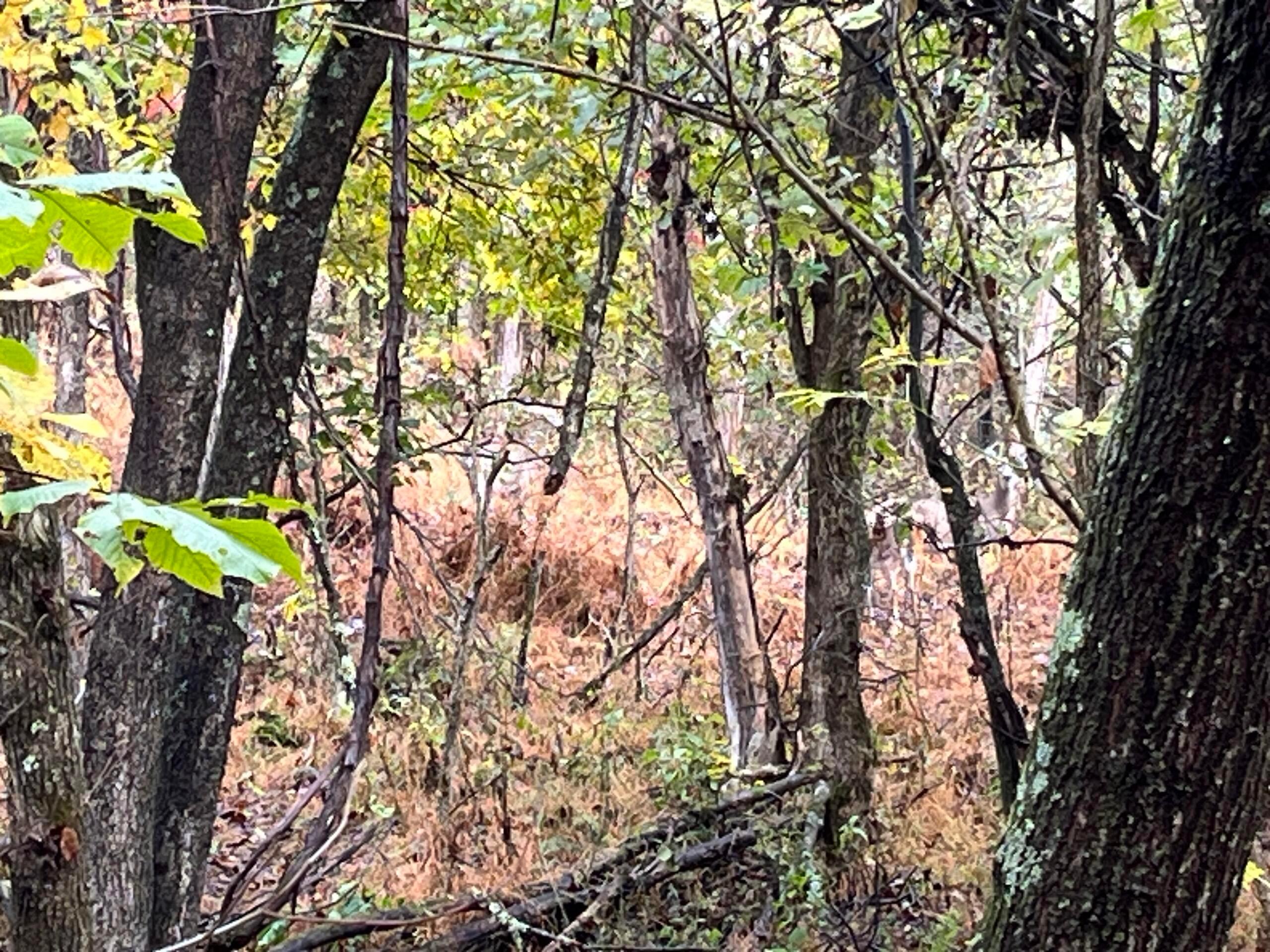 Bigley Ridge Road, Long Bottom, Ohio image 13