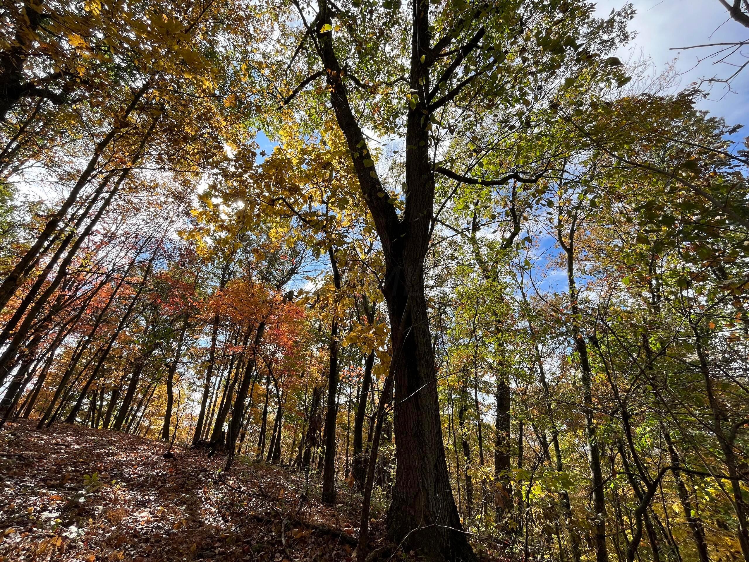 Bigley Ridge Road, Long Bottom, Ohio image 22