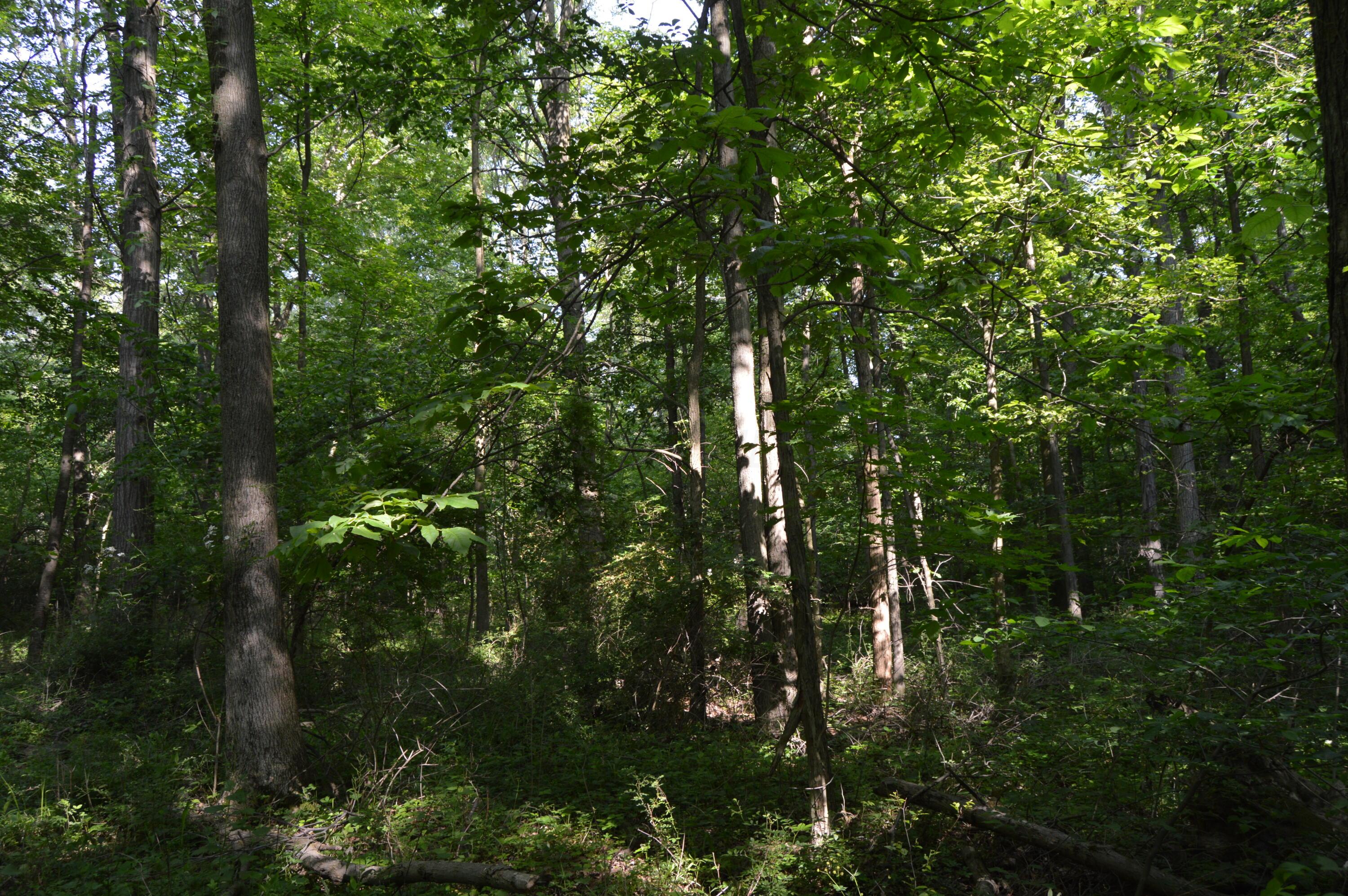 6497 County Highway 87, Wharton, Ohio image 49