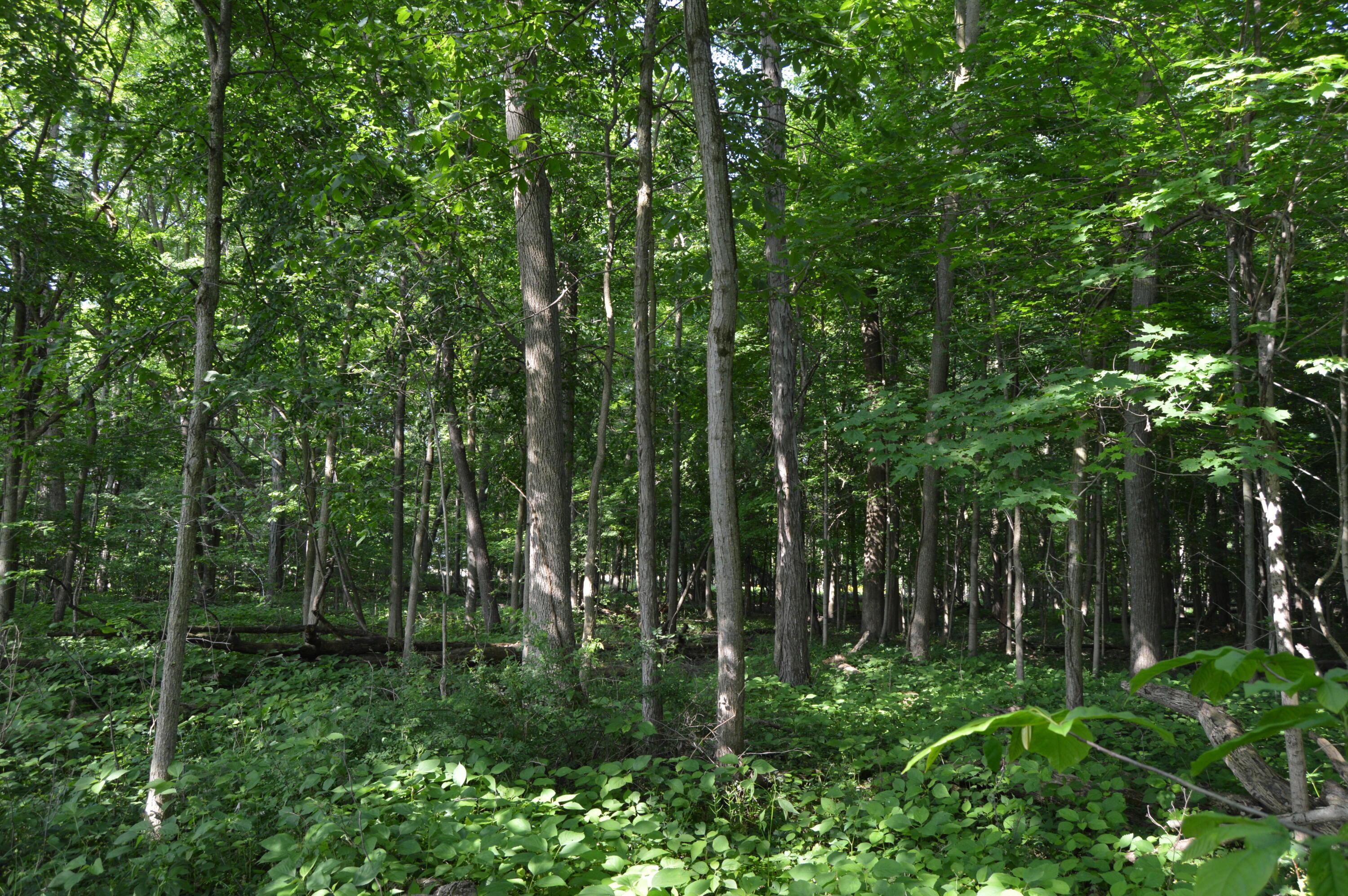 6497 County Highway 87, Wharton, Ohio image 31