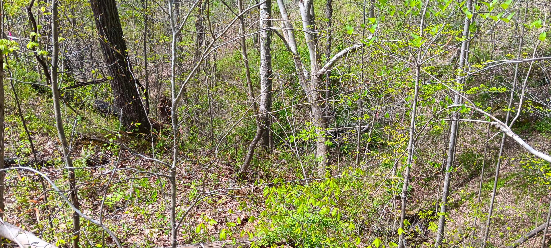 25 Garland Creek Road #CROWN WILDLIFE TRACT 5, Crown City, Ohio image 20