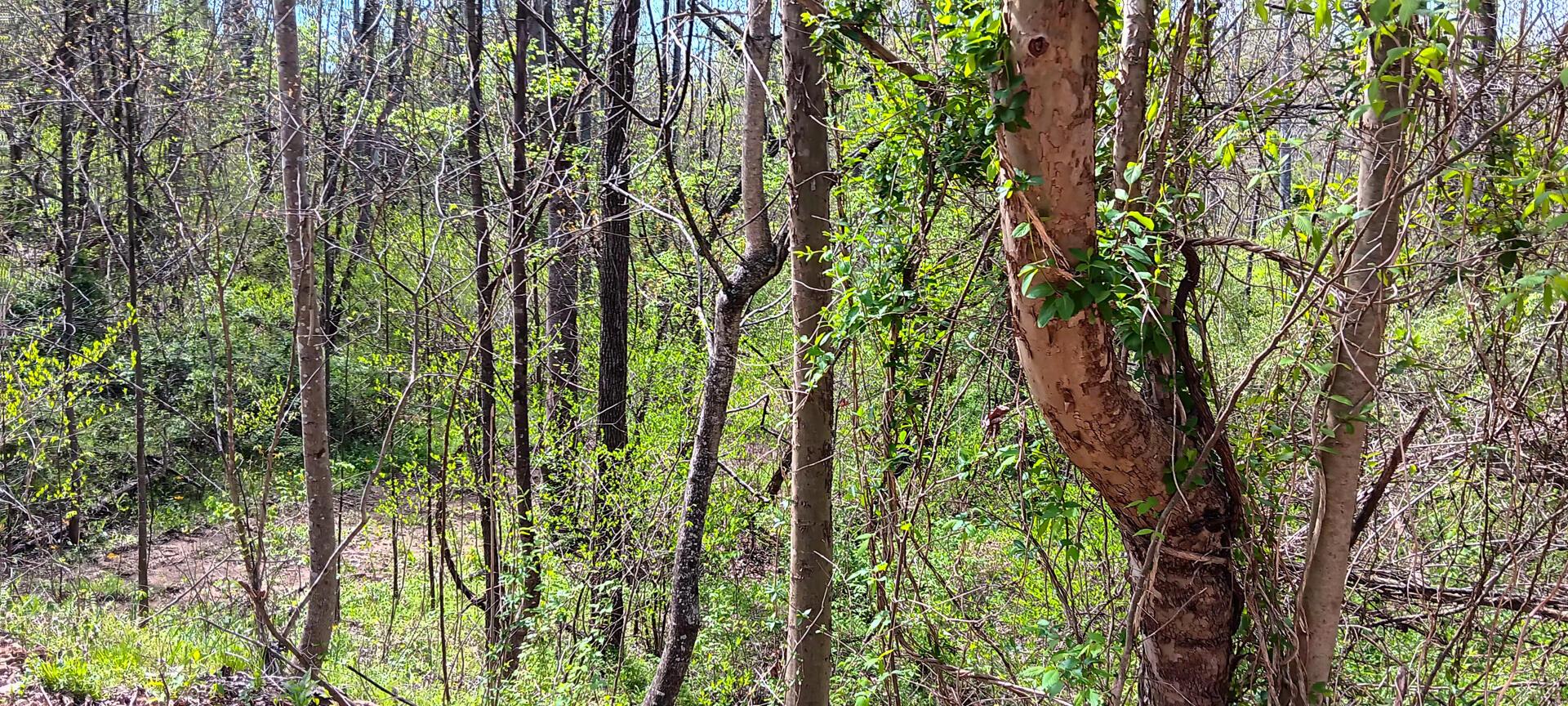 25 Garland Creek Road #CROWN WILDLIFE TRACT 5, Crown City, Ohio image 31