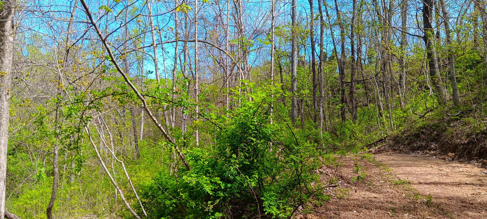 25 Garland Creek Road #CROWN WILDLIFE TRACT 5, Crown City, Ohio image 37