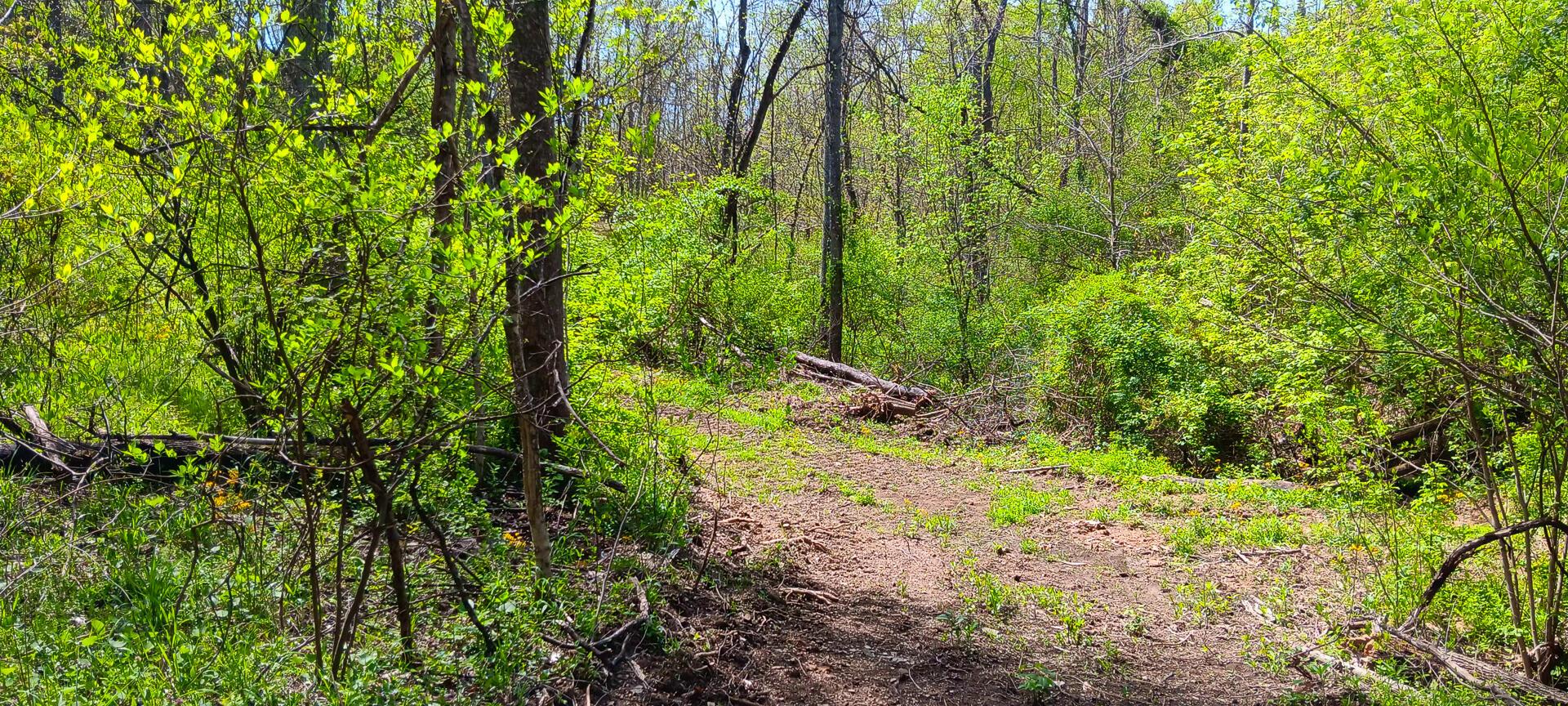 25 Garland Creek Road #CROWN WILDLIFE TRACT 5, Crown City, Ohio image 35