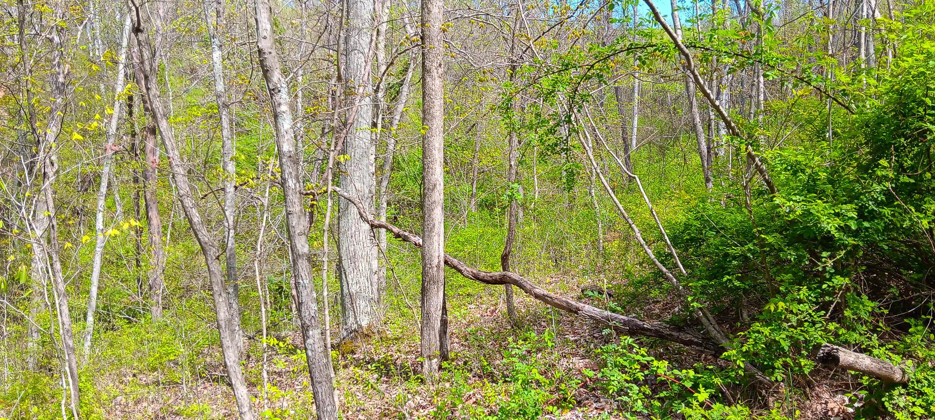 25 Garland Creek Road #CROWN WILDLIFE TRACT 5, Crown City, Ohio image 36