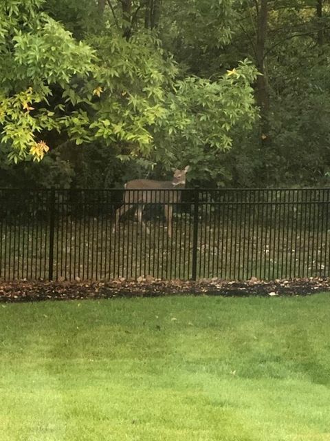 Tiny photo for 6677 Via Florenza Drive, Galena, OH 43021 (MLS # 226006131)